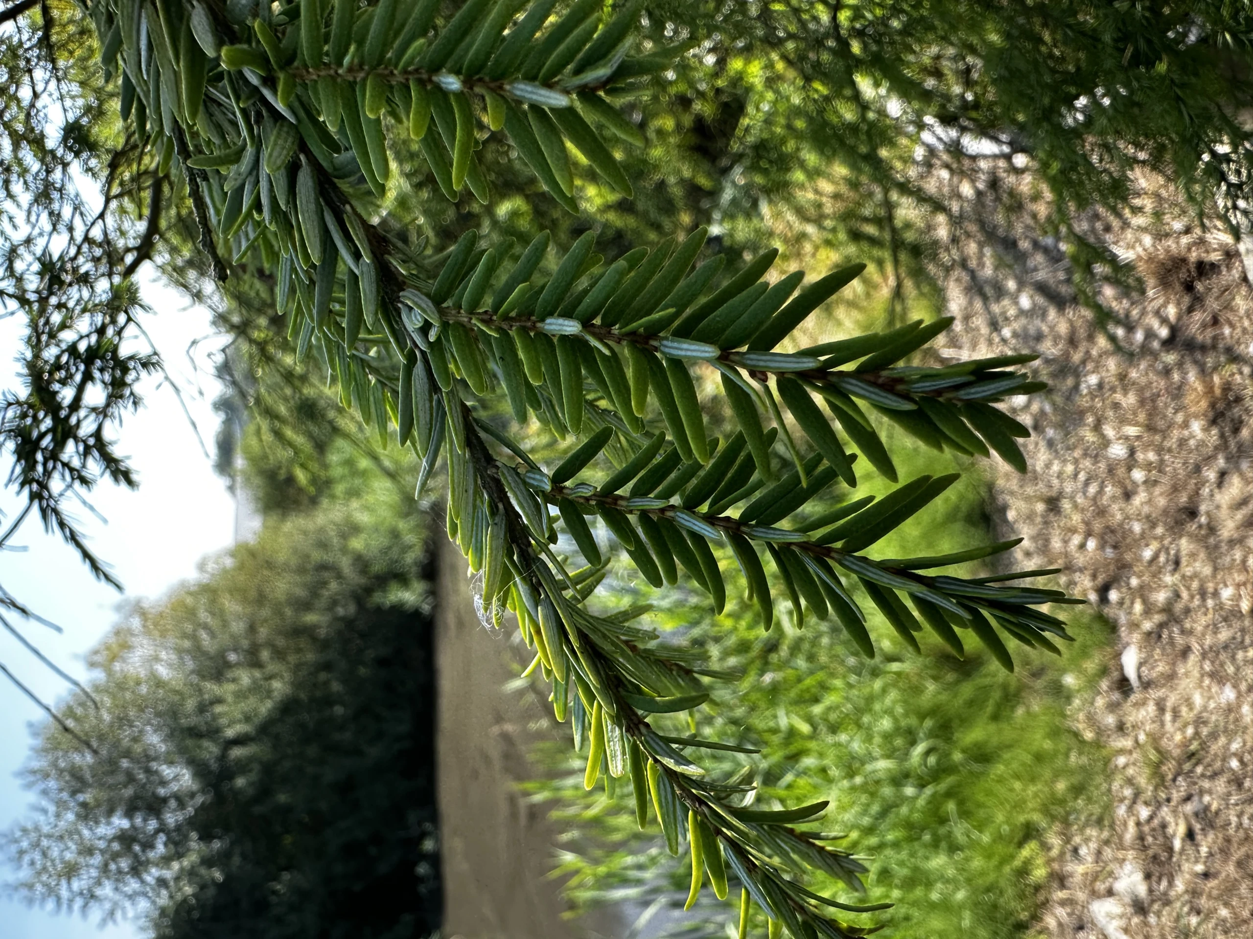 Tsuga canadensis 'Pendula' (choina kanadyjska 'Pendula')