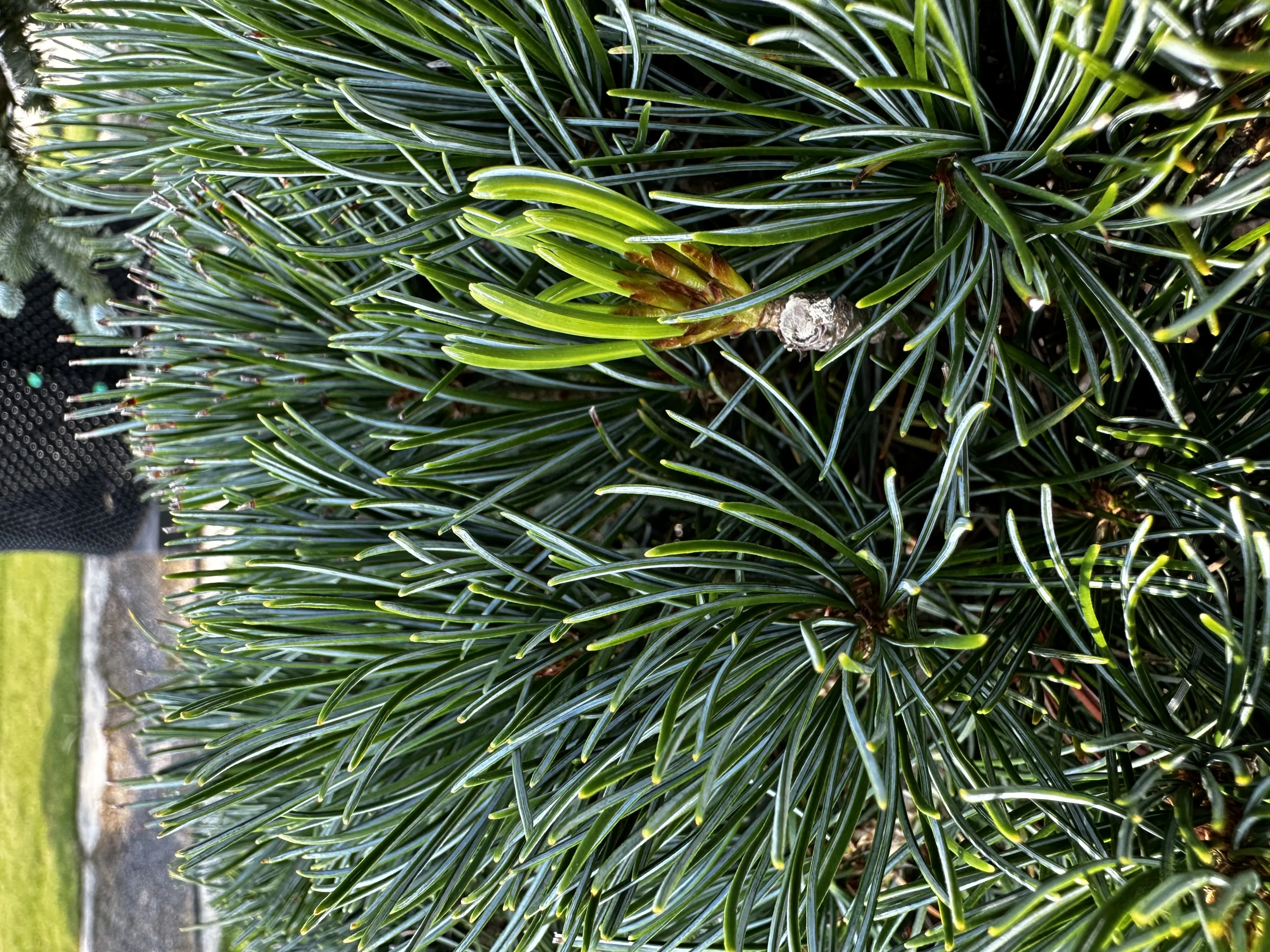 Pinus parviflora 'Glauca' (Sosna drobnokwiatowa 'Glauca')