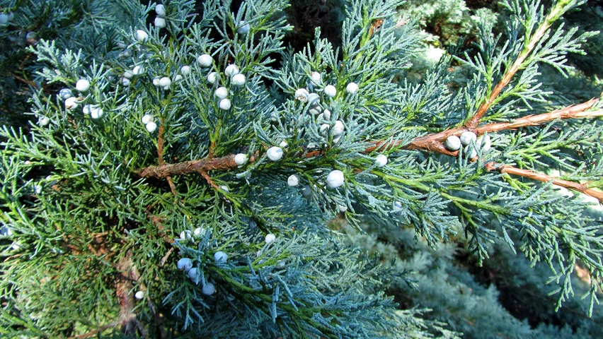 Juniperus virginiana 'Hetzii' (Jałowiec wirginijski 'Hetzii')