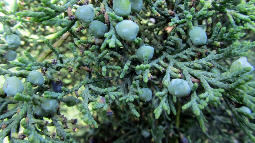 Juniperus virginiana 'Hetzii' (Jałowiec wirginijski 'Hetzii')