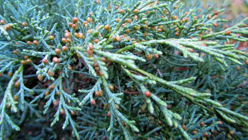 Juniperus virginiana 'Hetzii' (Jałowiec wirginijski 'Hetzii')