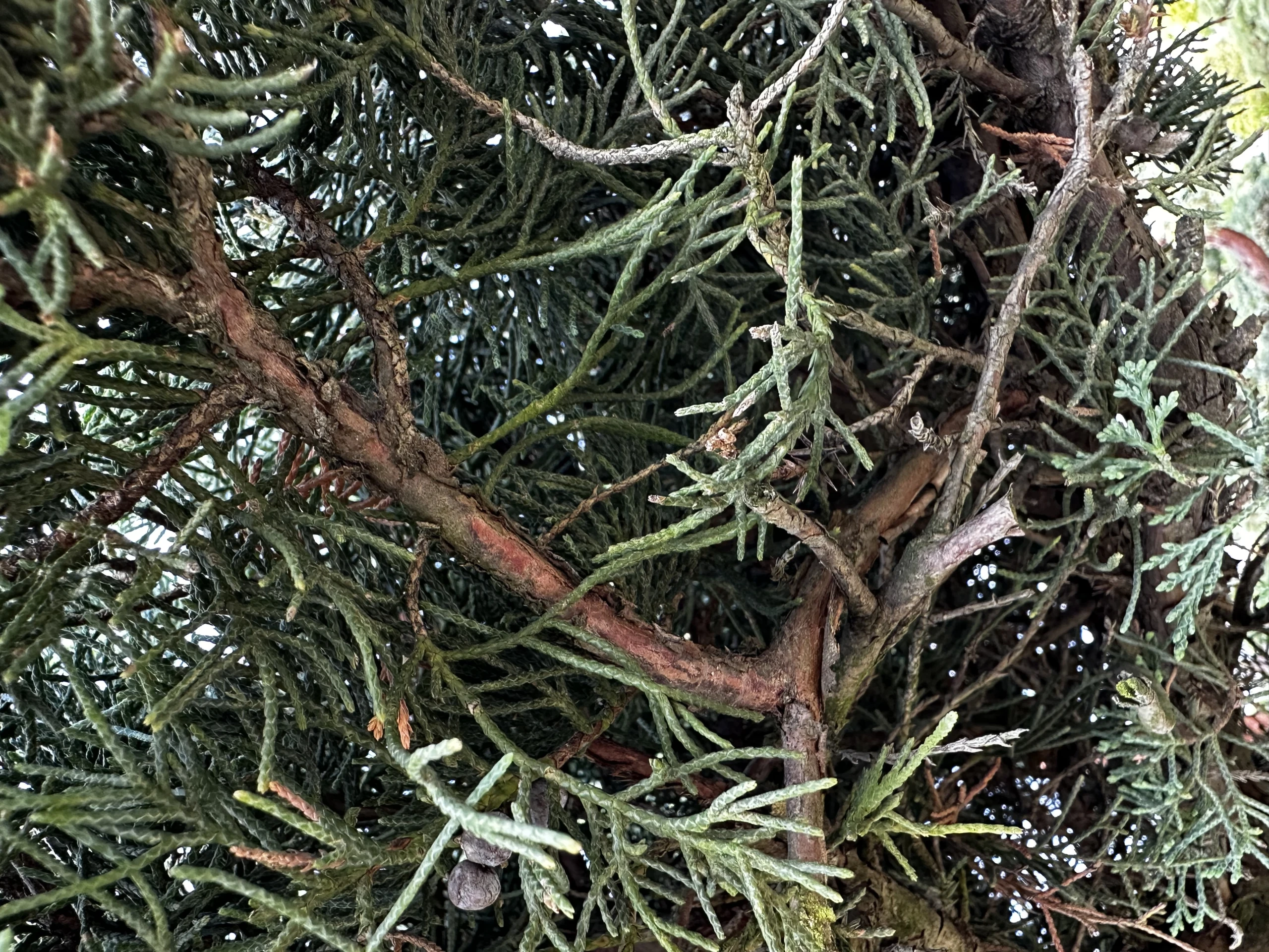 Juniperus virginiana 'Hetzii' (Jałowiec wirginijski 'Hetzii')