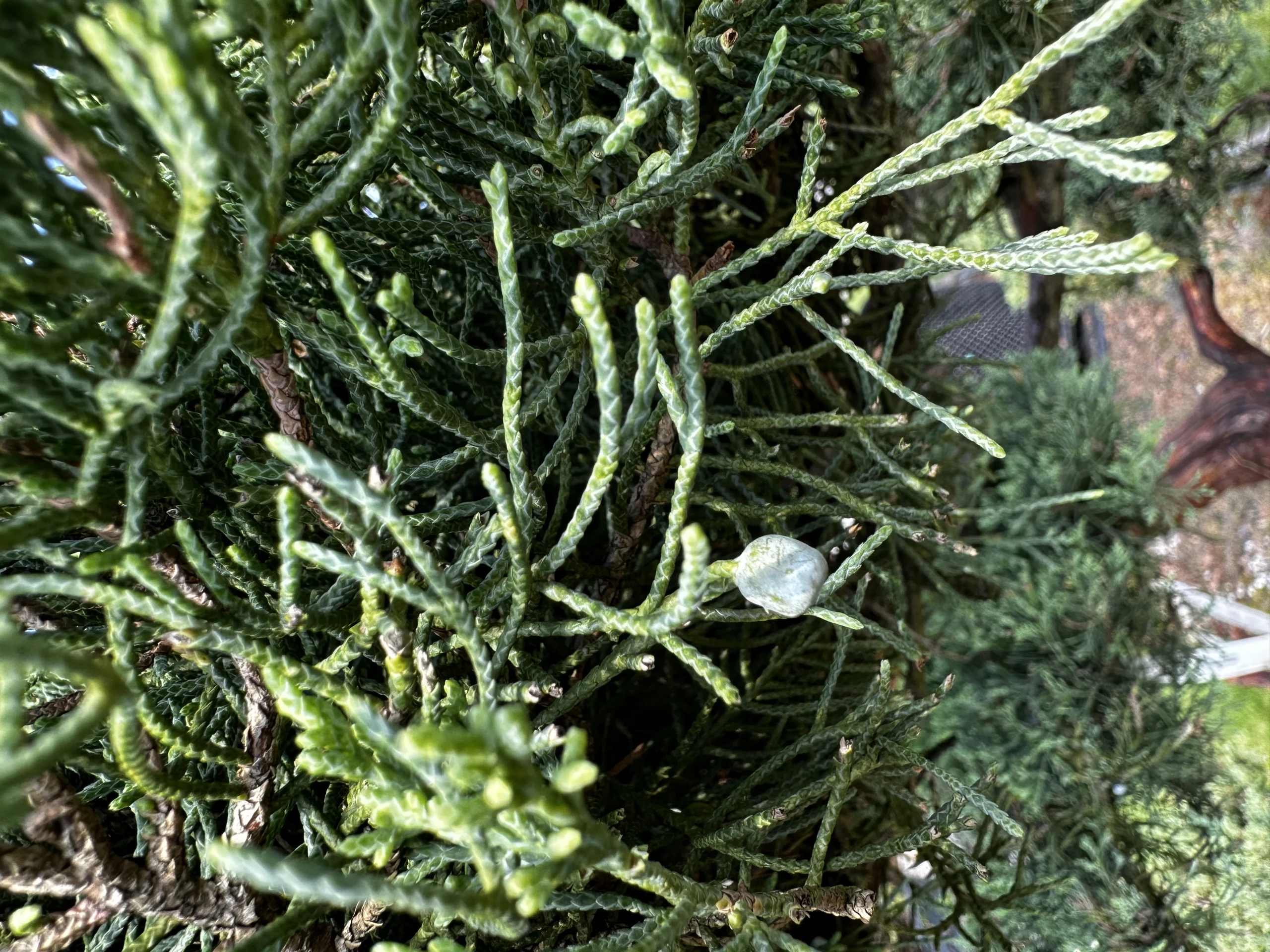 Juniperus virginiana 'Hetzii' (Jałowiec wirginijski 'Hetzii')