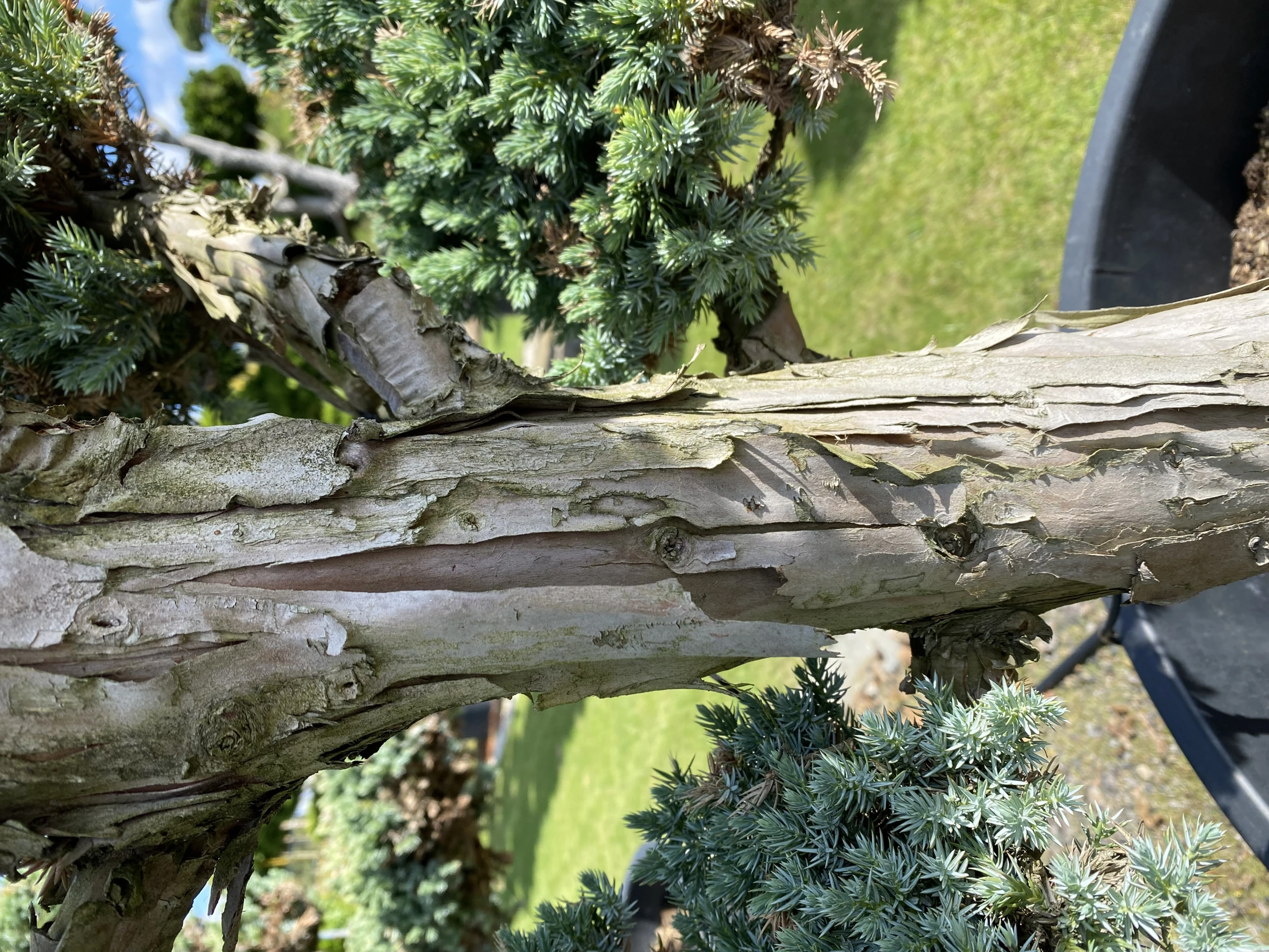 Juniperus squamata 'Meyeri' (Jałowiec łuskowaty 'Meyeri')
