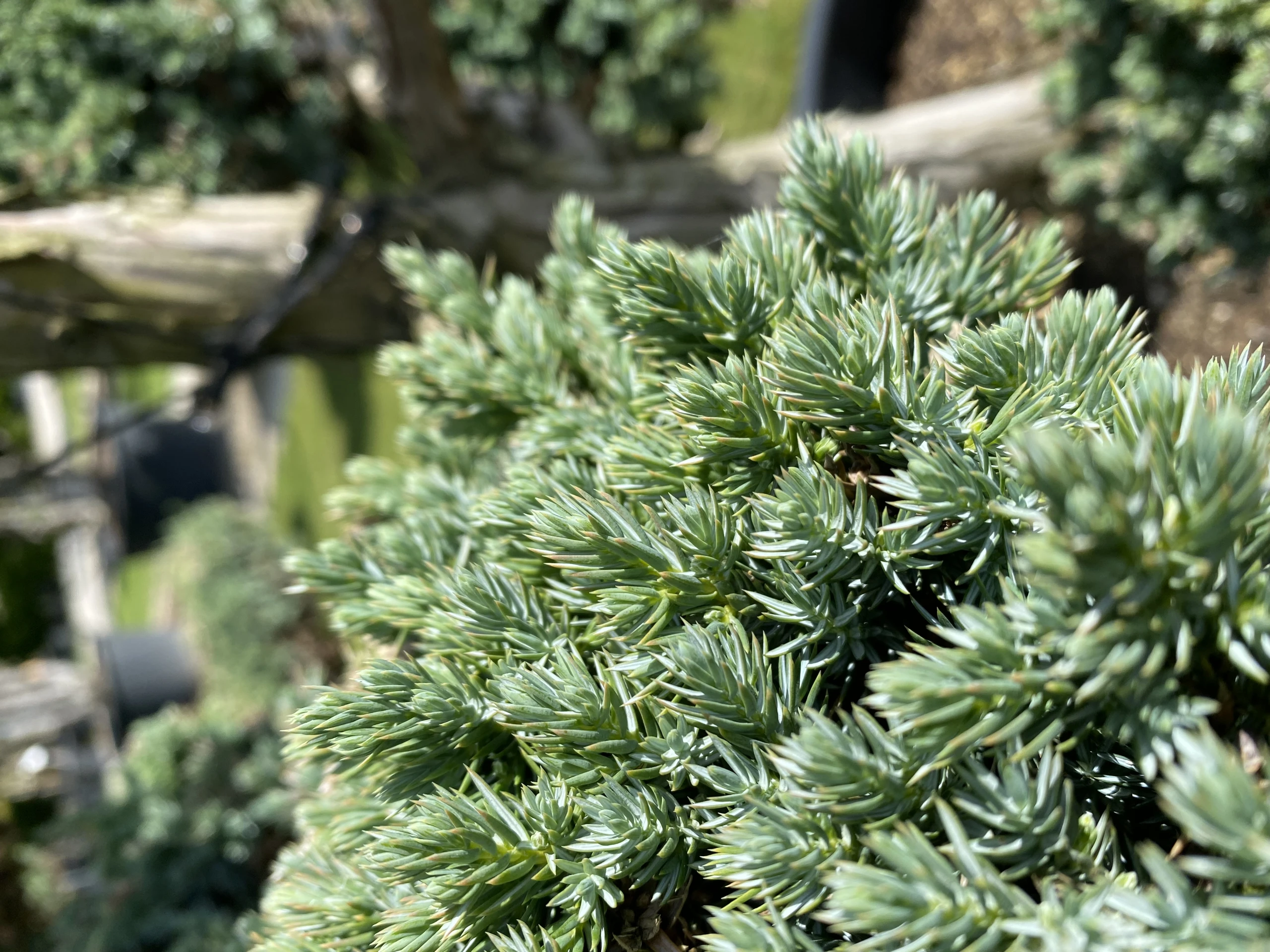 Juniperus squamata 'Meyeri' (Jałowiec łuskowaty 'Meyeri')