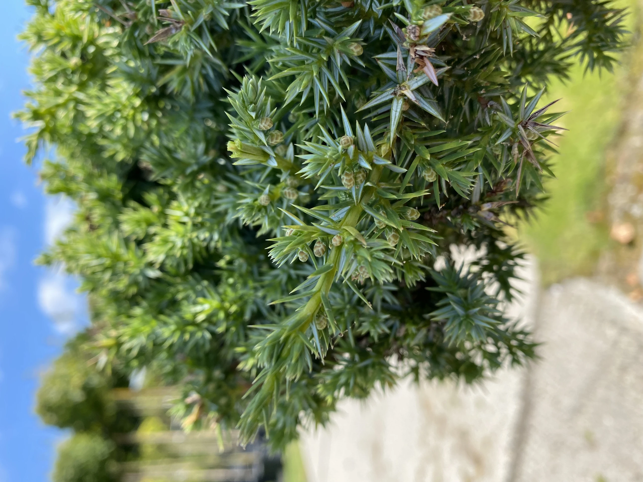 Juniperus chinensis 'Blue Alps' (Jałowiec chiński 'Blue Alps')