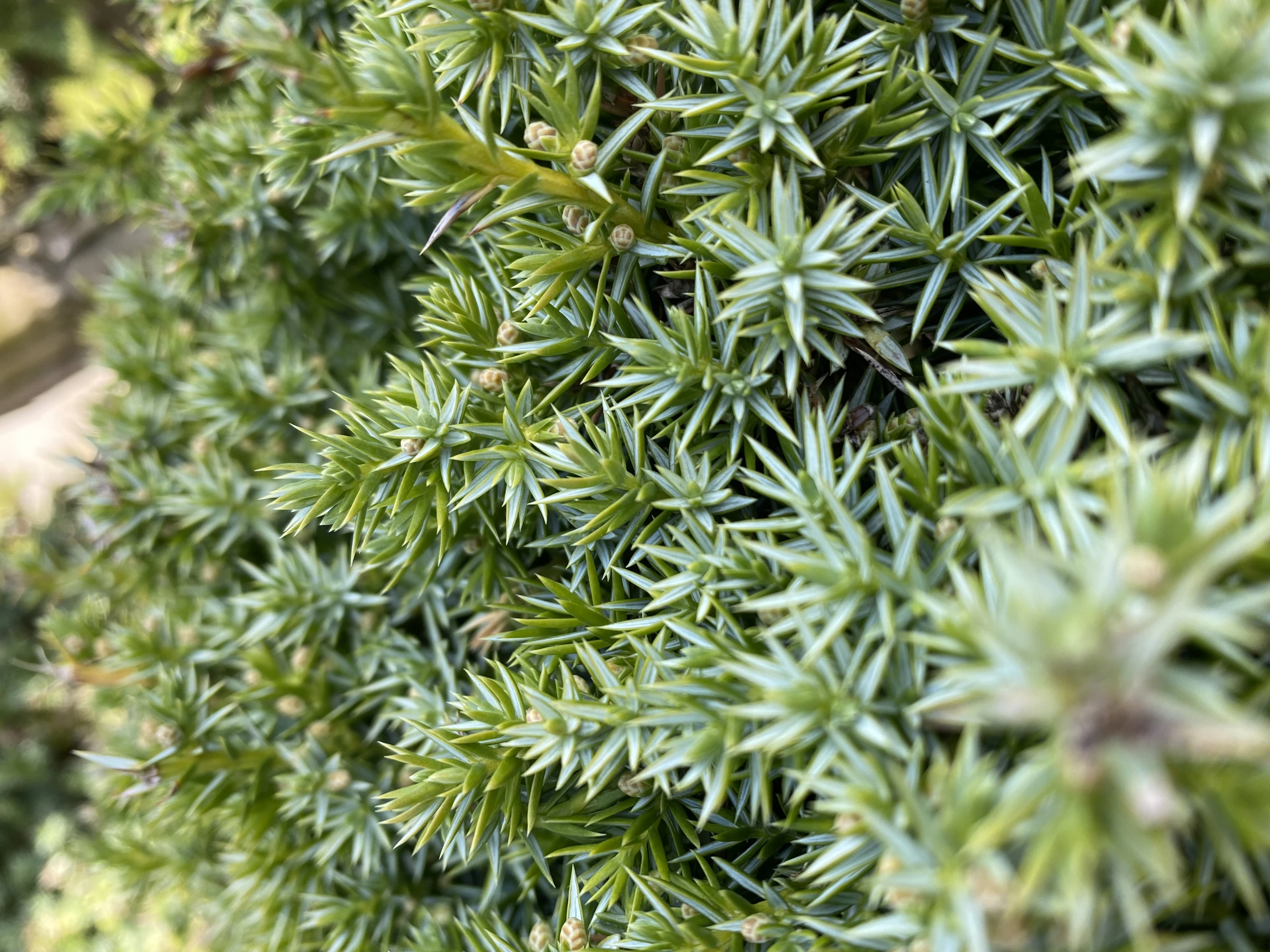 Juniperus chinensis 'Blue Alps' (Jałowiec chiński 'Blue Alps')