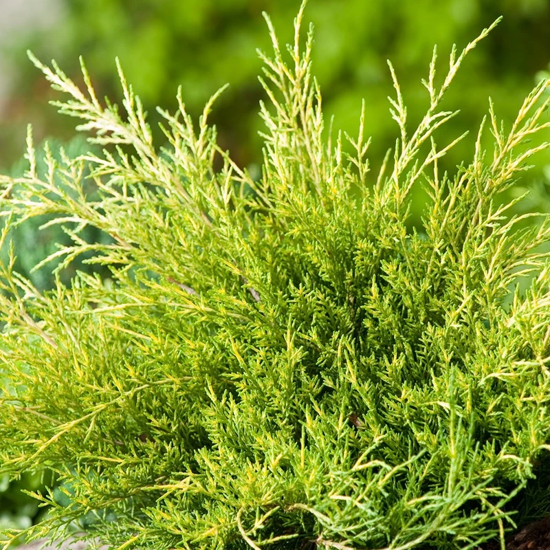 Juniperus ×pfitzeriana 'Old Gold' (Jałowiec pośredni 'Old Gold')