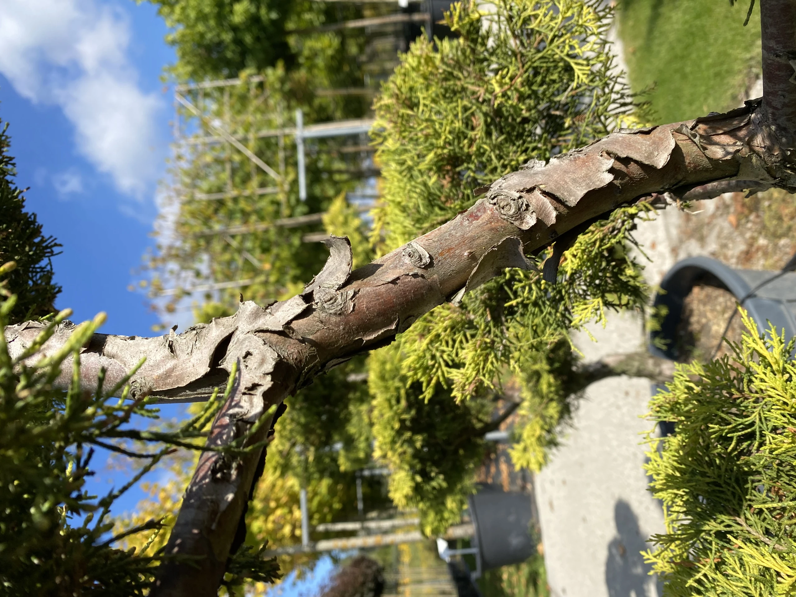 Juniperus ×pfitzeriana 'Old Gold' (Jałowiec pośredni 'Old Gold')