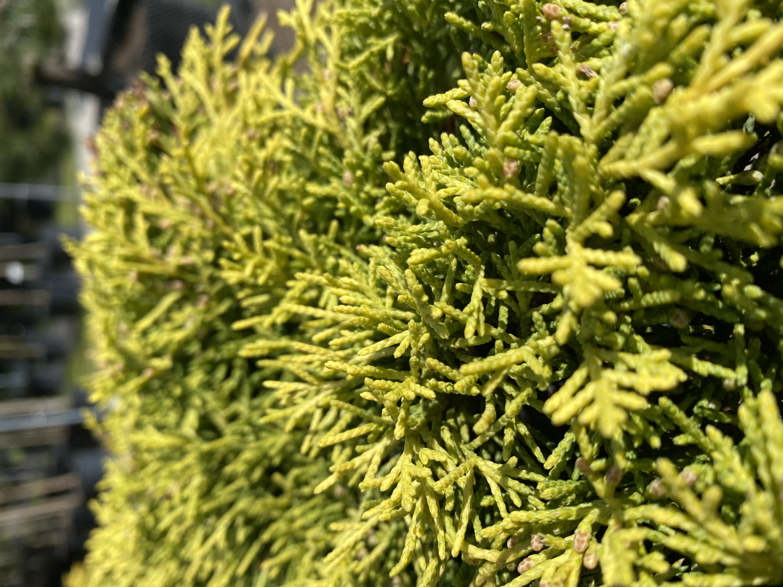 Juniperus ×pfitzeriana 'Old Gold' (Jałowiec pośredni 'Old Gold')