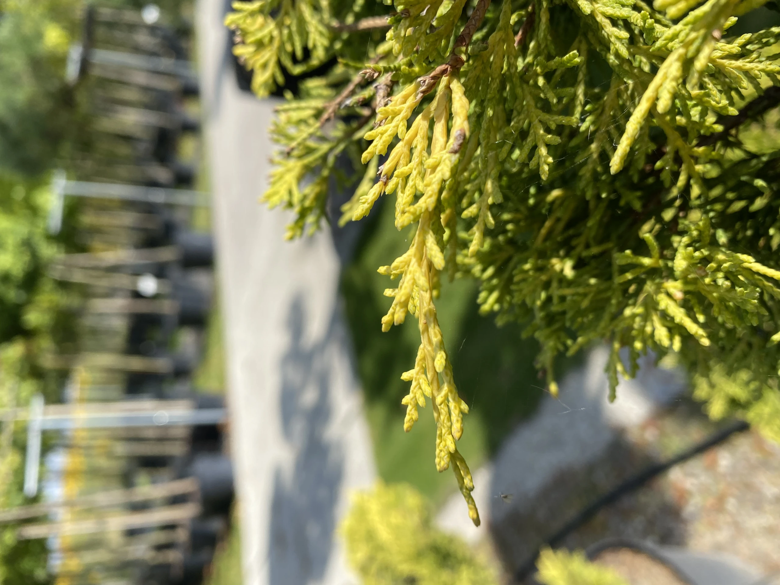 Juniperus ×pfitzeriana 'Old Gold' (Jałowiec pośredni 'Old Gold')