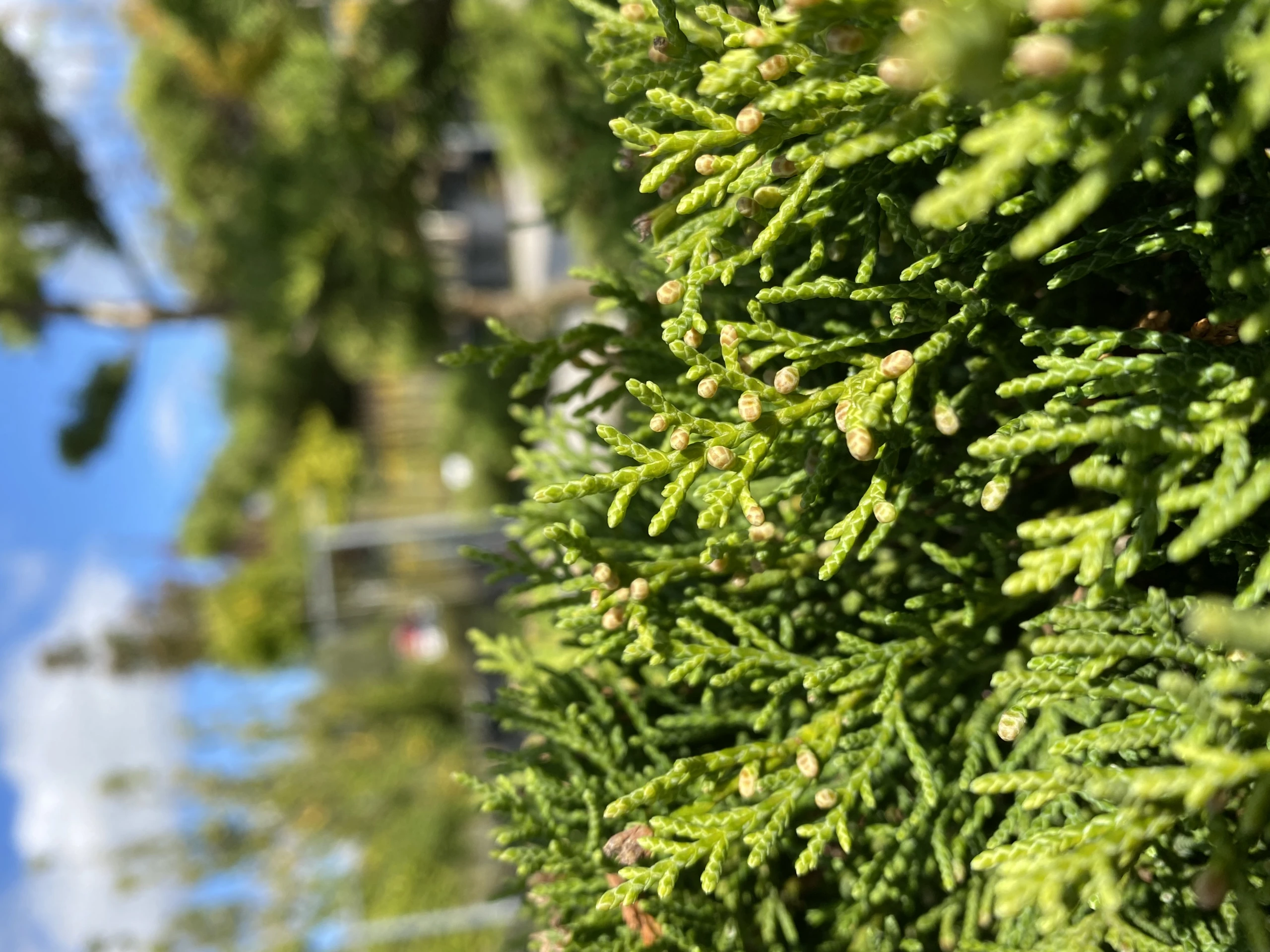 Juniperus media 'Pfitzeriana ' (Jałowiec Pfitzera 'Pfitzeriana')