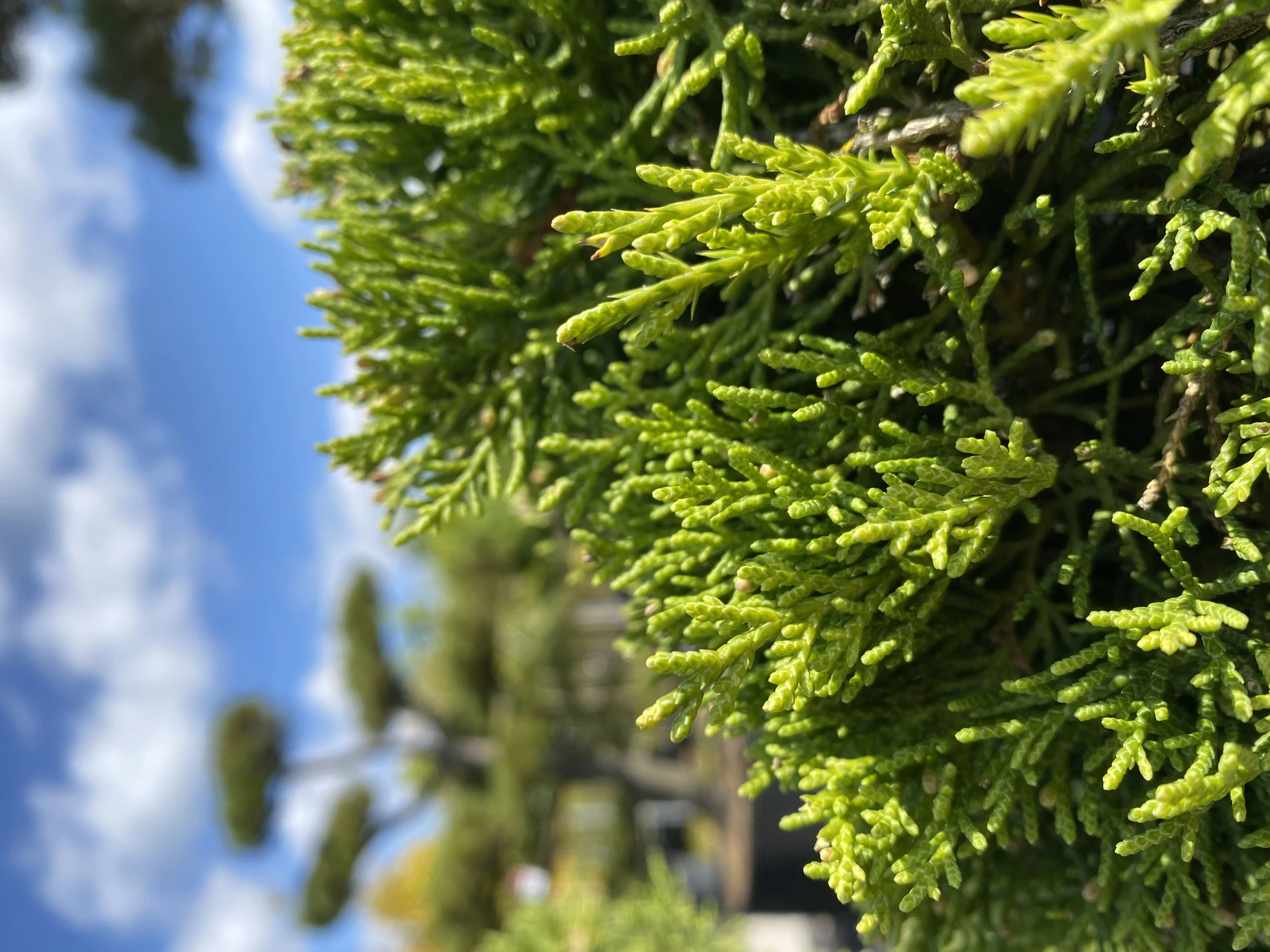 Juniperus media 'Pfitzeriana ' (Jałowiec Pfitzera 'Pfitzeriana')