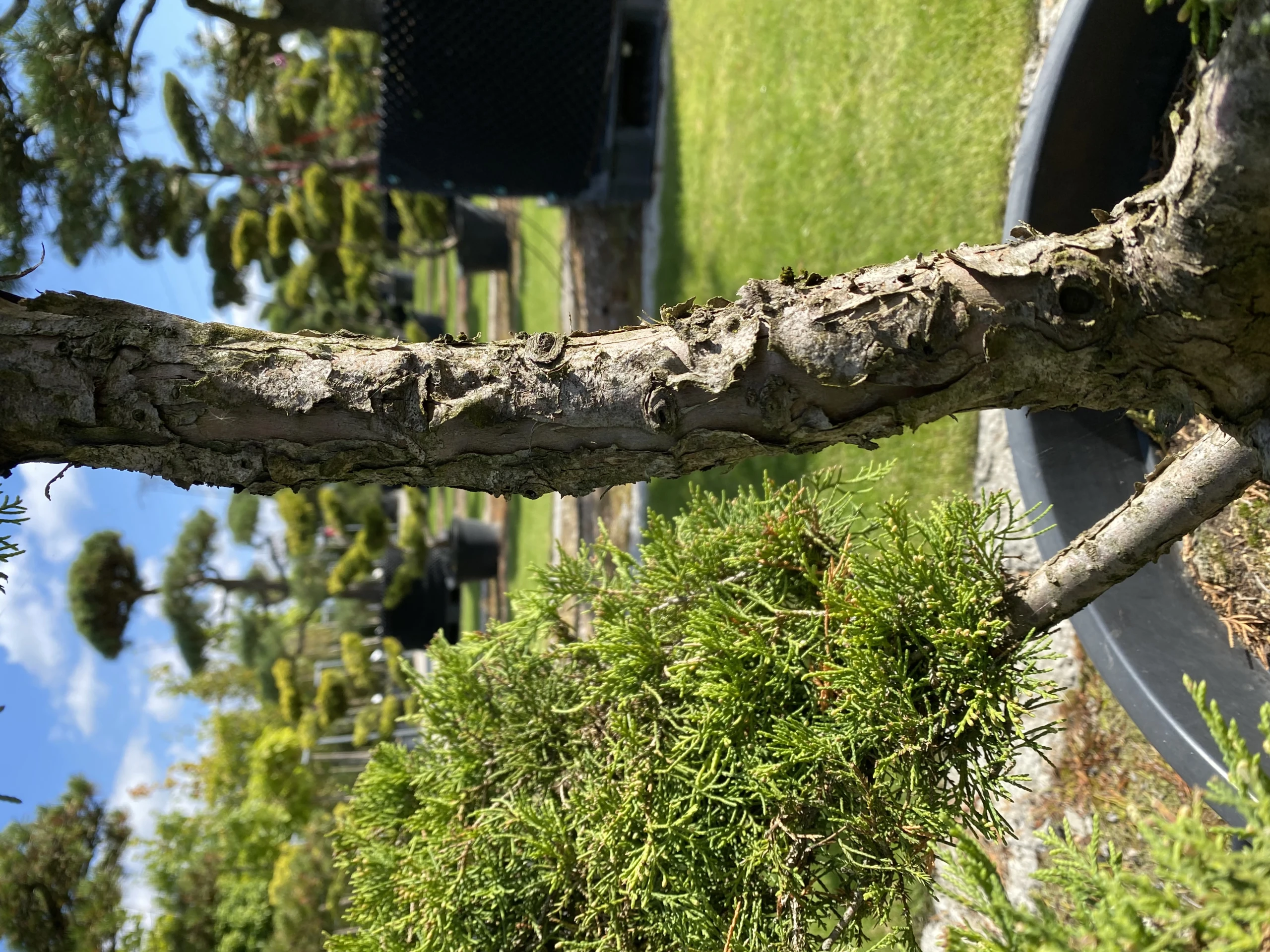 Juniperus media 'Pfitzeriana ' (Jałowiec Pfitzera 'Pfitzeriana')