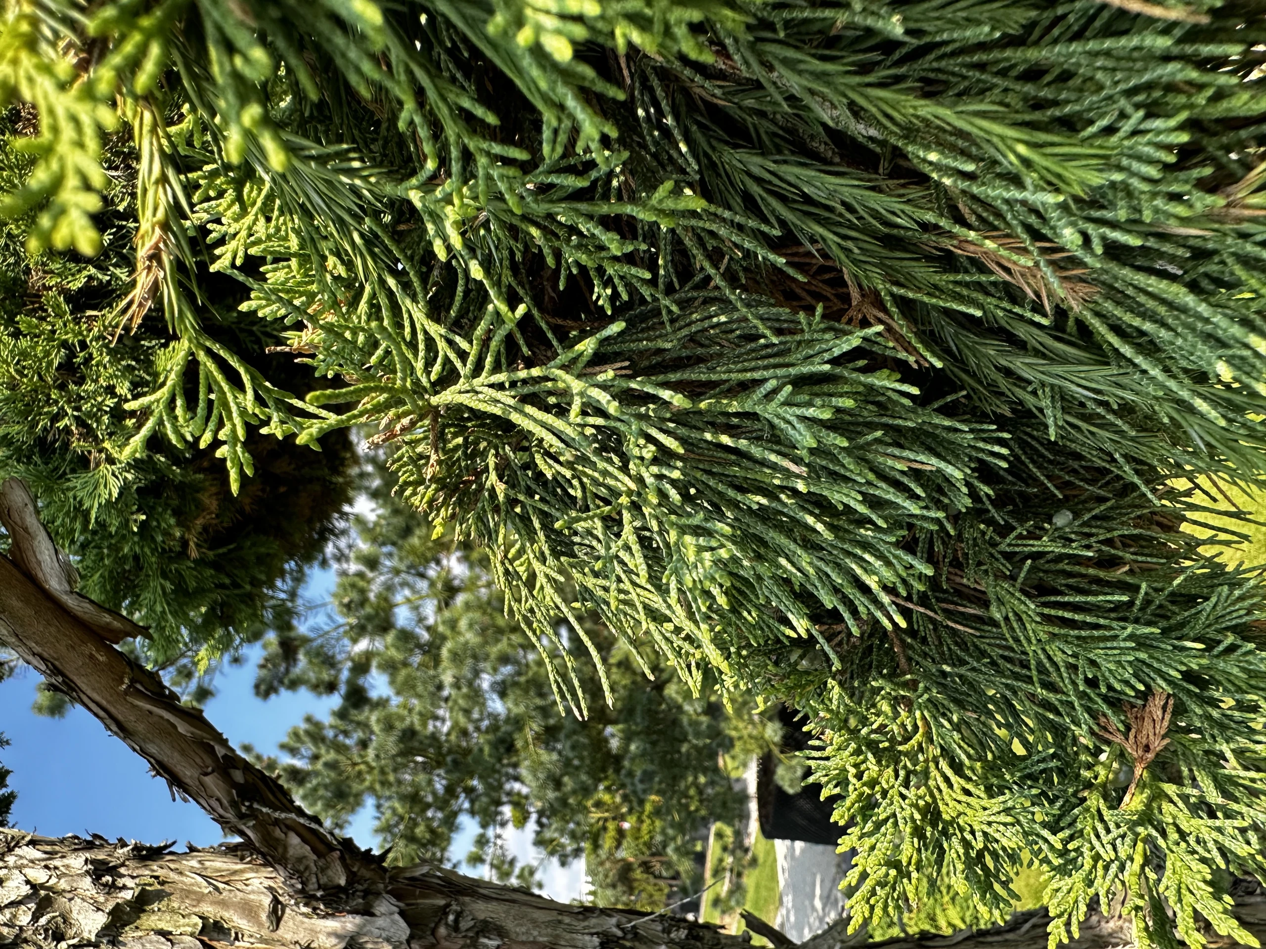 Juniperus ×pfitzeriana (Jałowiec pośredni)