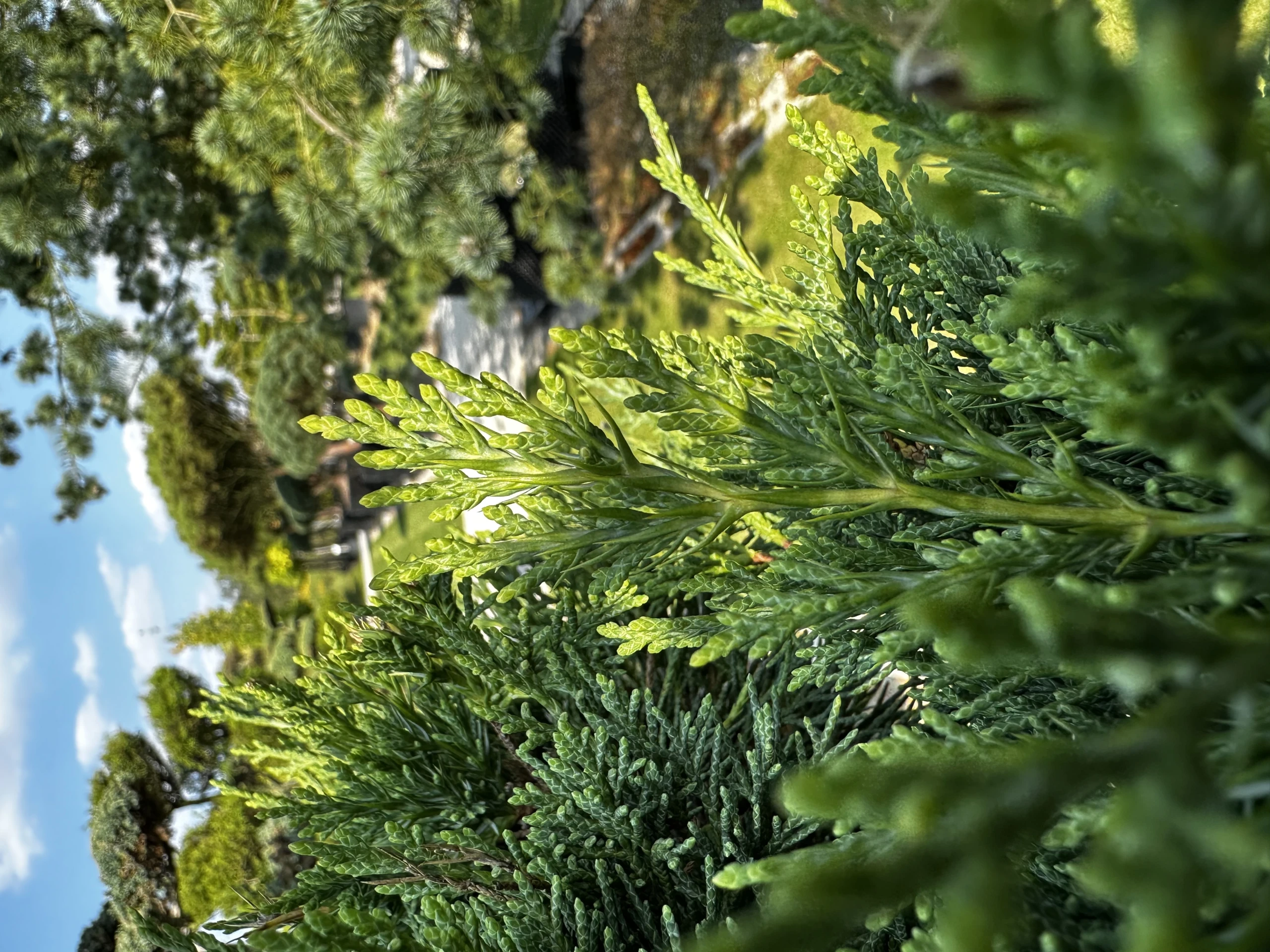 Juniperus ×pfitzeriana (Jałowiec pośredni)
