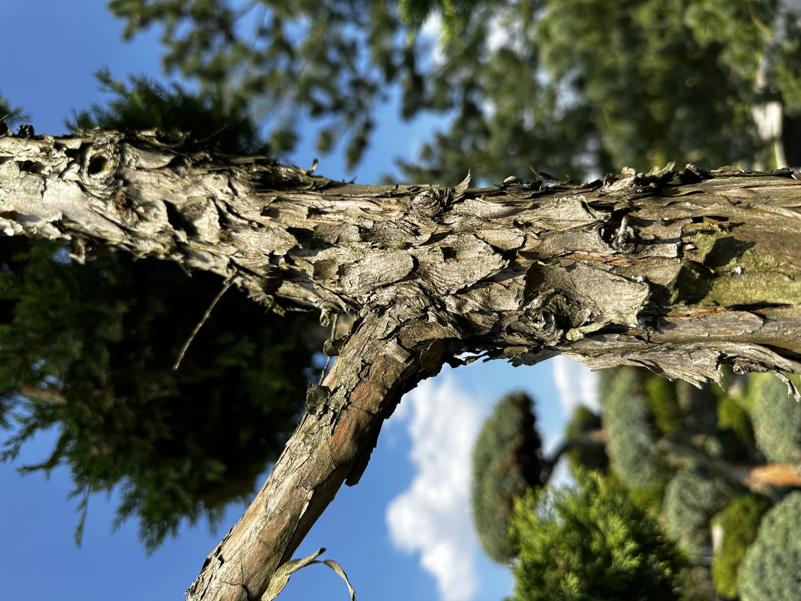 Juniperus ×pfitzeriana (Jałowiec pośredni)