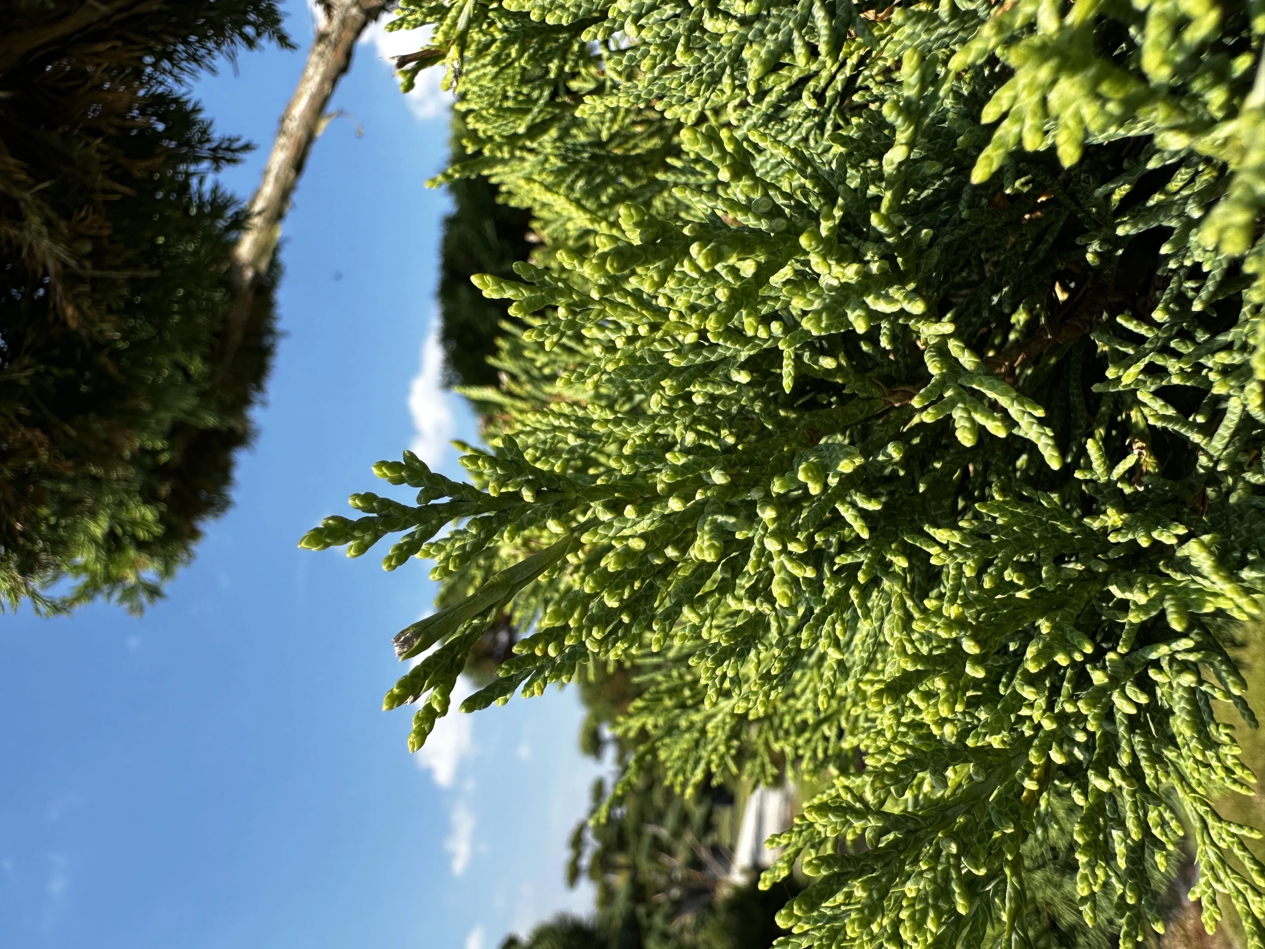 Juniperus ×pfitzeriana (Jałowiec pośredni)
