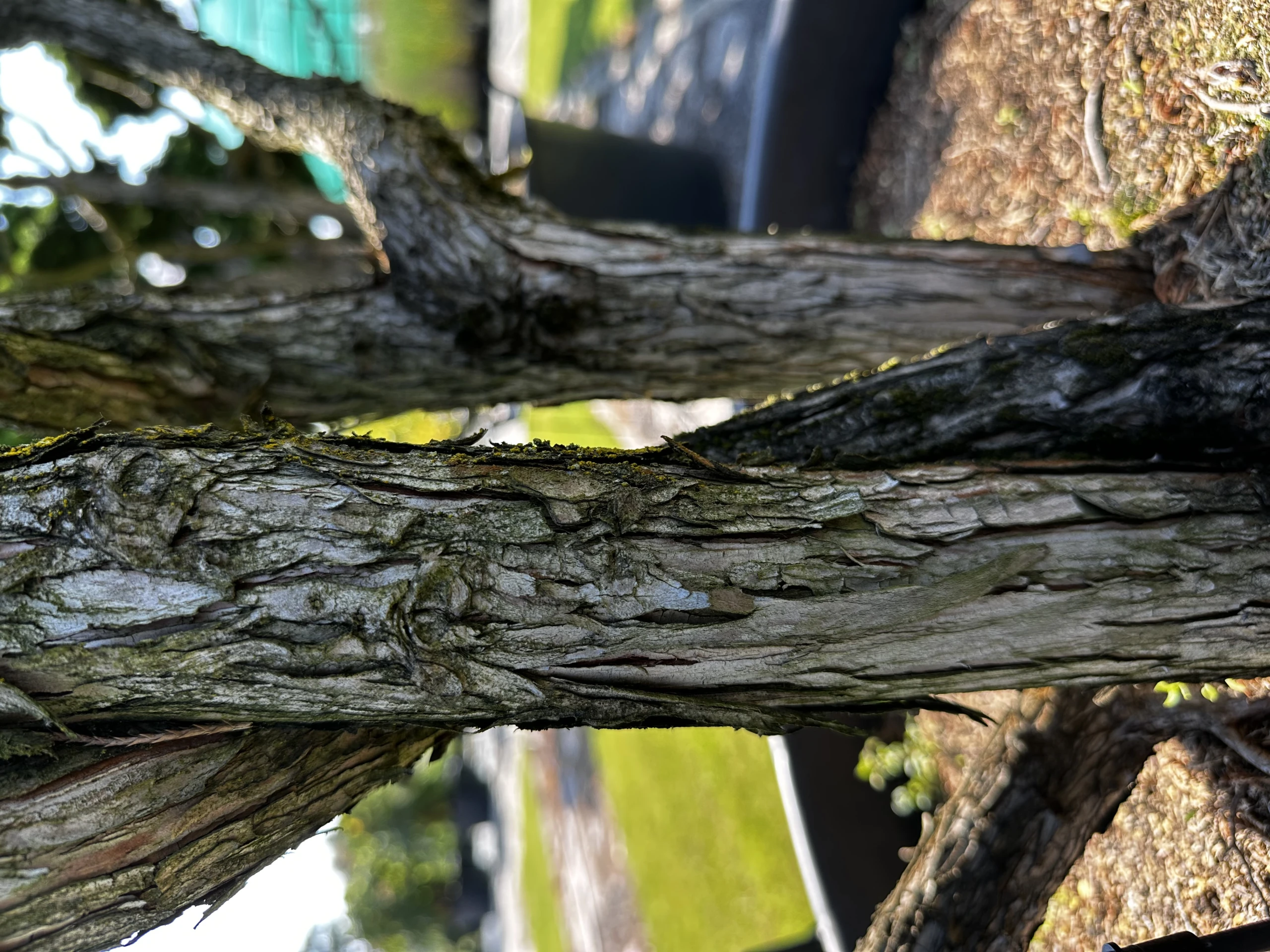 Chamaecyparis pisifera 'Filifera Nana' (Cyprysik groszkowy 'Filifera Nana')