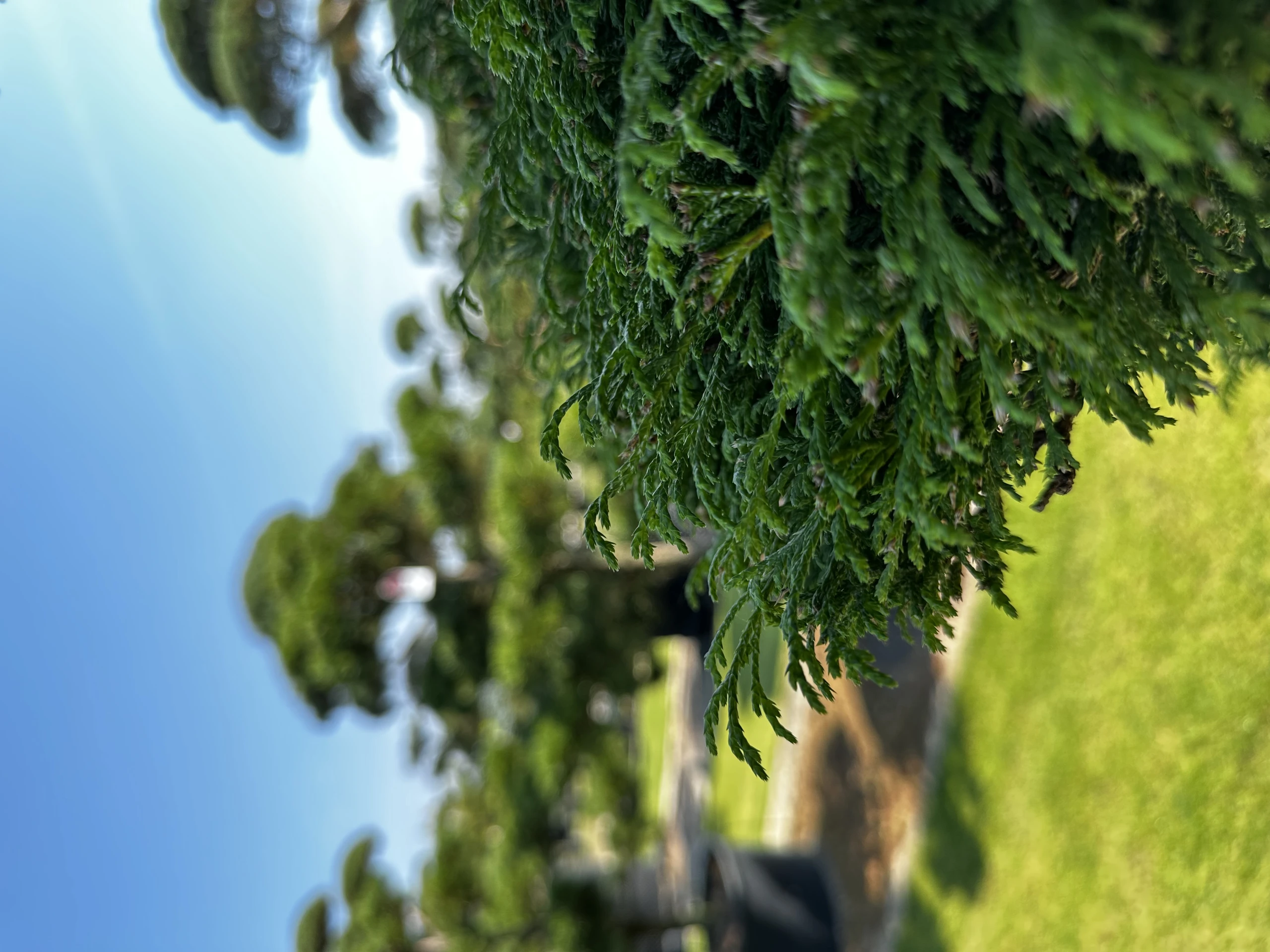 Chamaecyparis pisifera 'Filifera Nana' (Cyprysik groszkowy 'Filifera Nana')