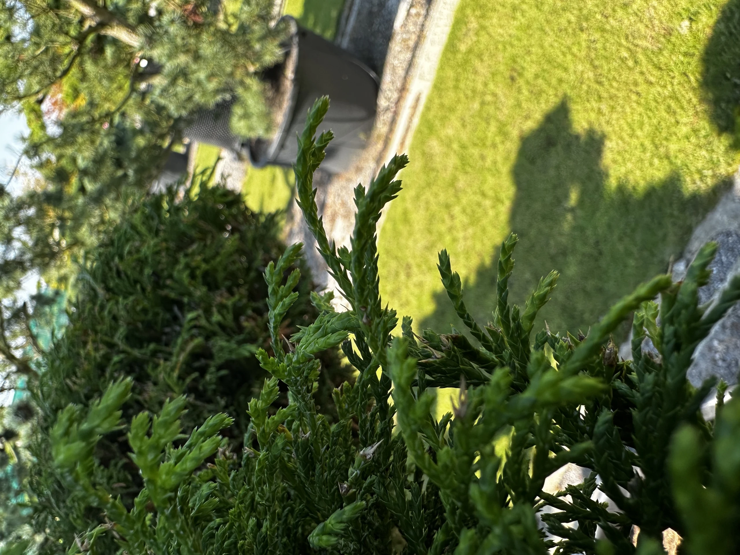 Chamaecyparis pisifera 'Filifera Nana' (Cyprysik groszkowy 'Filifera Nana')