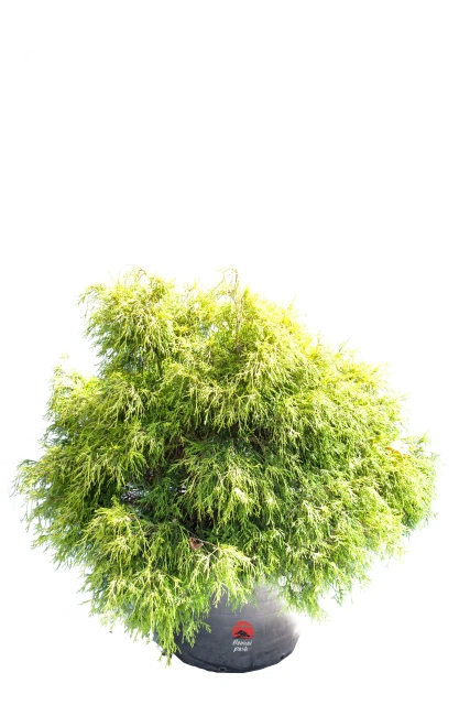 Chamaecyparis pisifera 'Sungold' (Cyprysik groszkowy 'Sungold')
