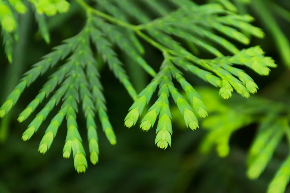 Chamaecyparis pisifera 'Sungold' (Cyprysik groszkowy 'Sungold')