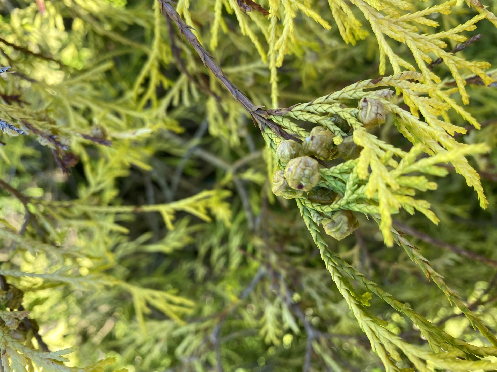 Chamaecyparis pisifera 'Sungold' (Cyprysik groszkowy 'Sungold')