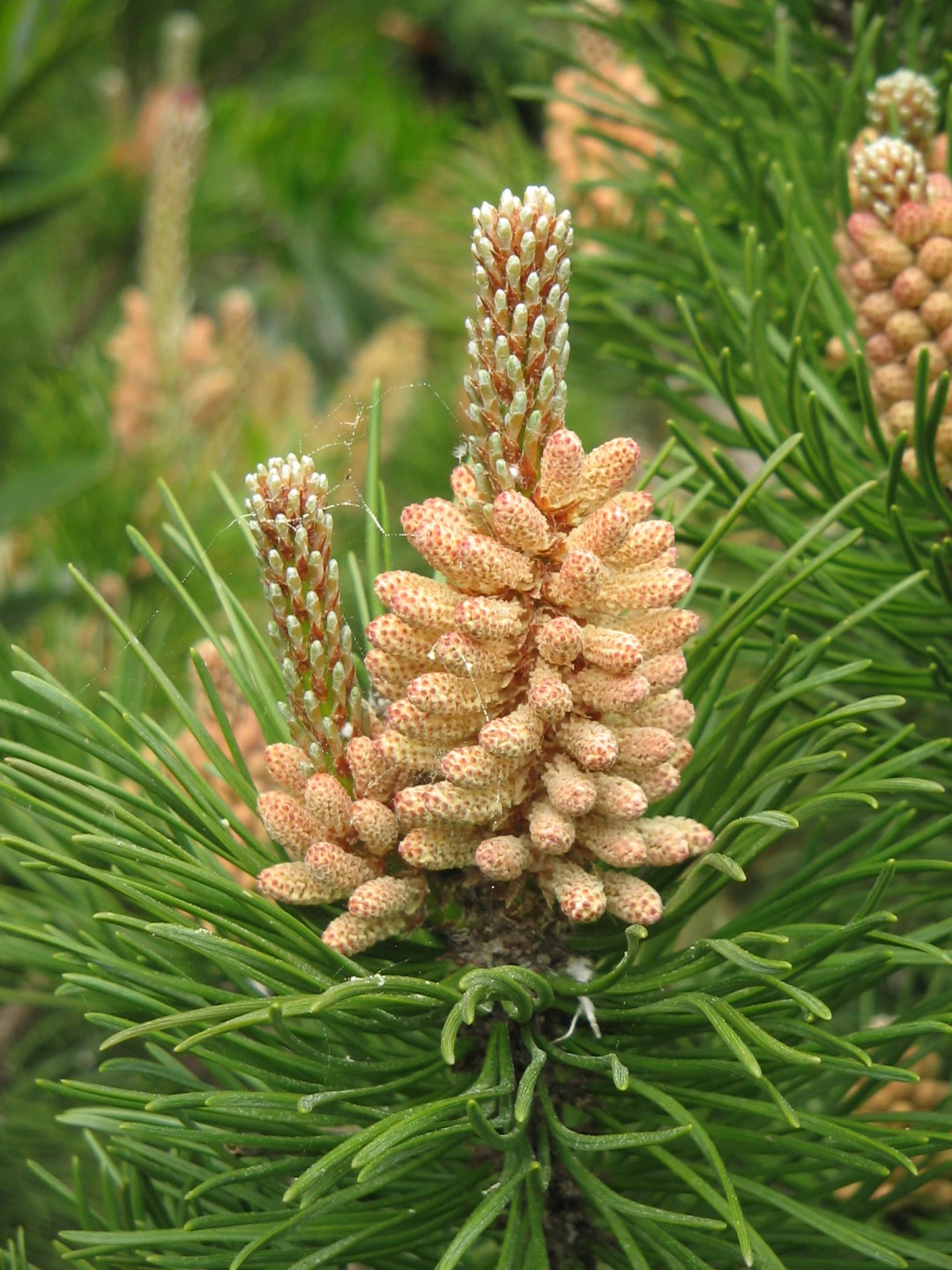 Pinus mugo mughus ( Sosna górska mughus )