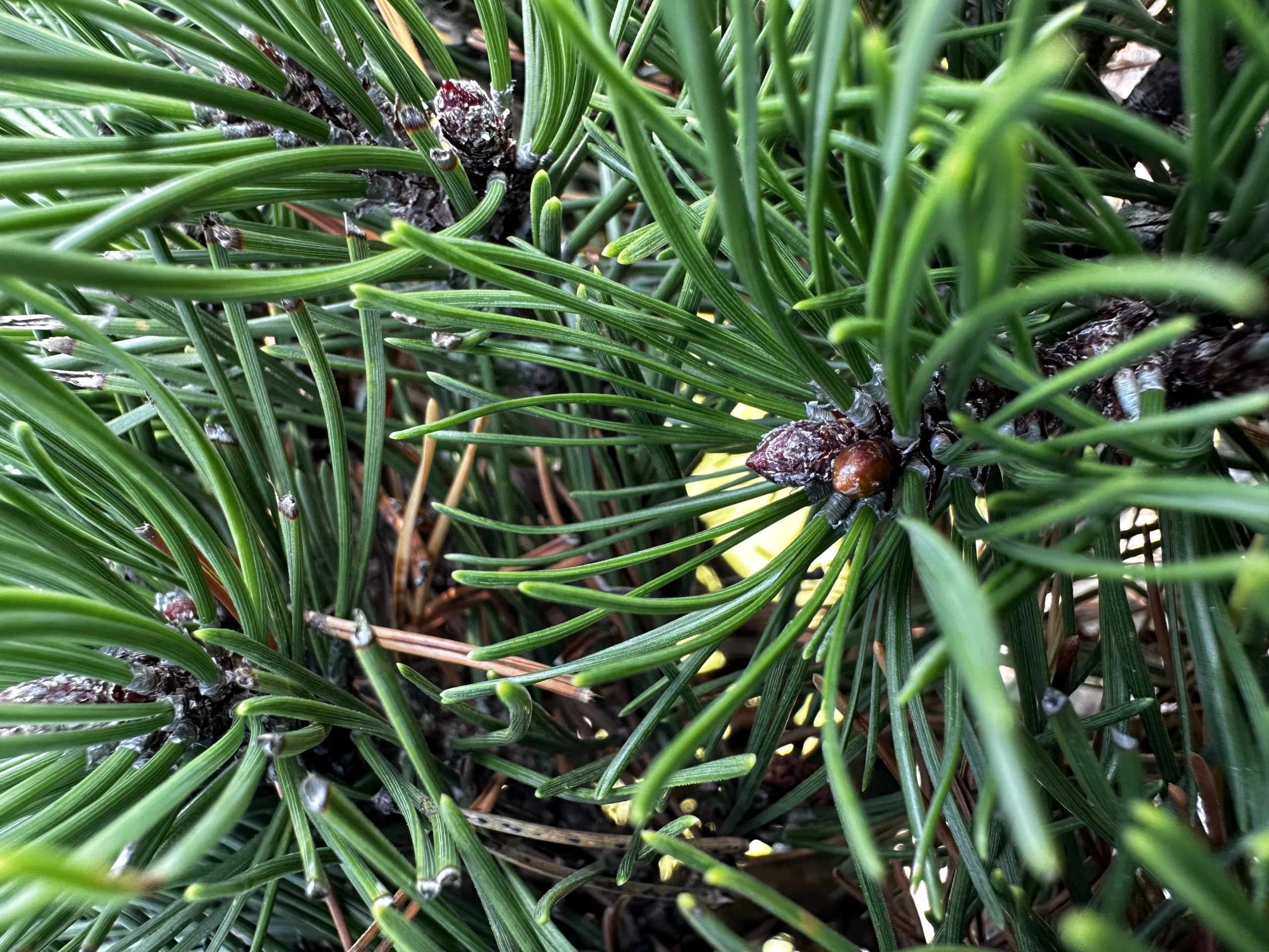 Pinus mugo mughus ( Sosna górska mughus )