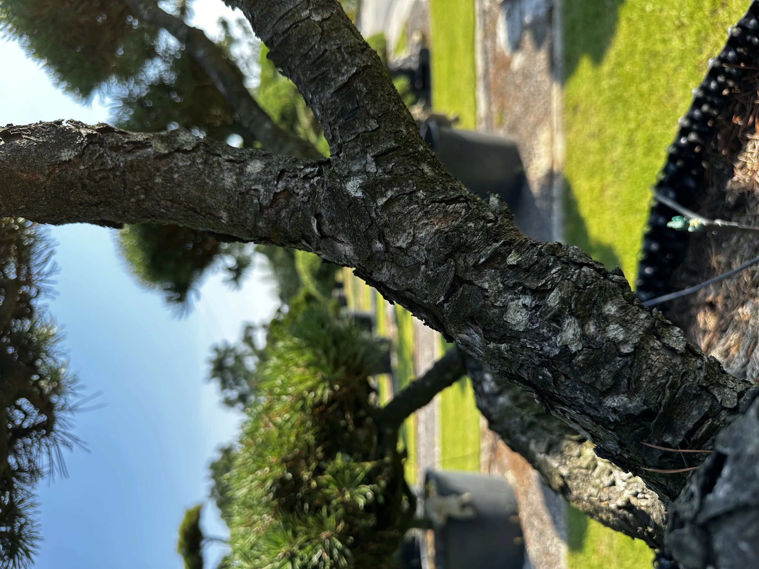 Pinus mugo mughus ( Sosna górska mughus )