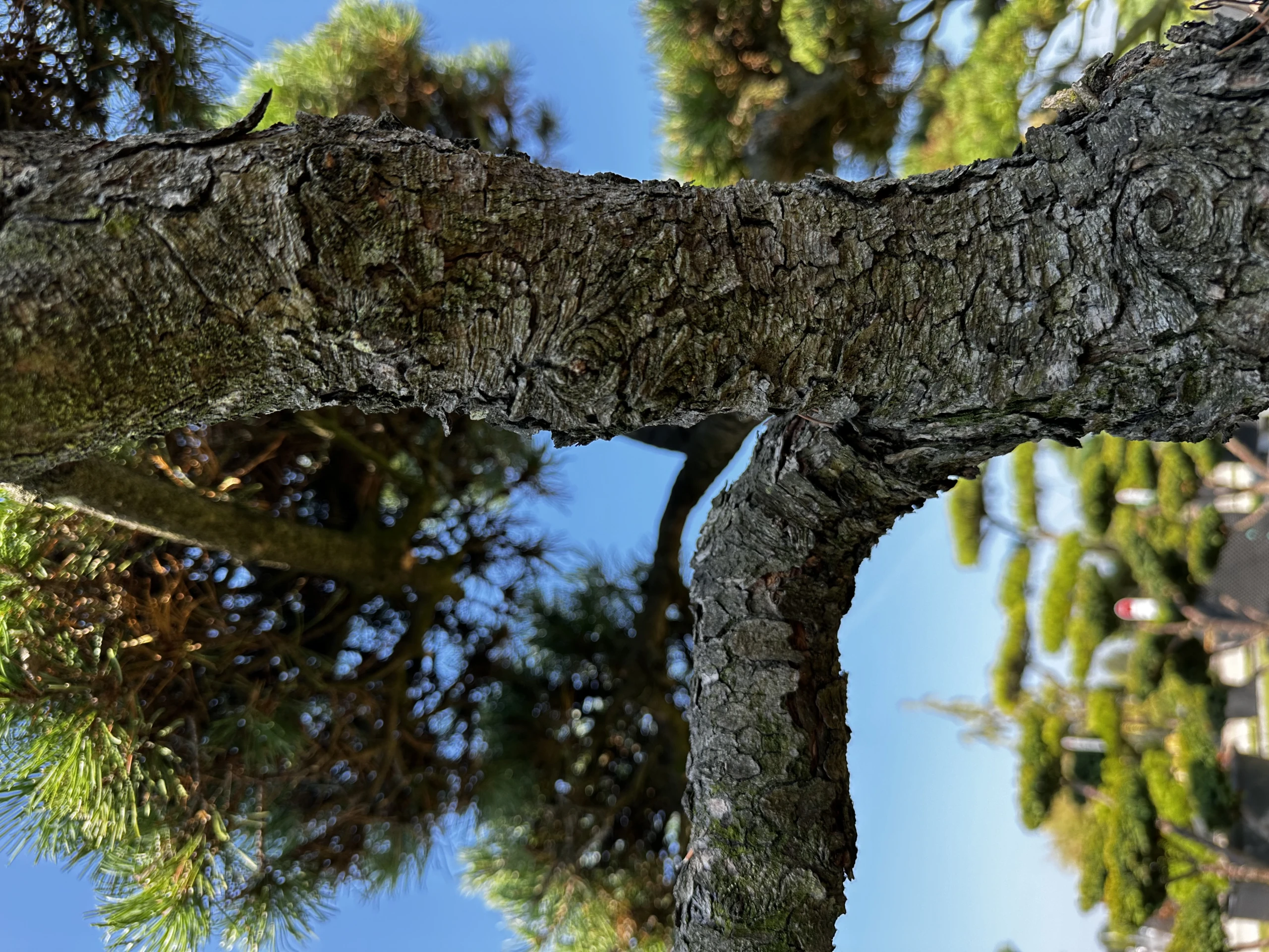 Pinus mugo mughus ( Sosna górska mughus )