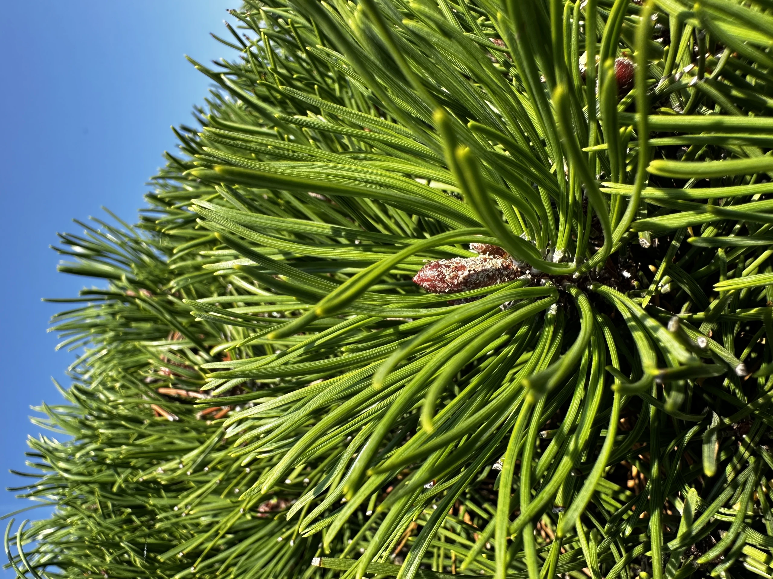 Pinus mugo mughus ( Sosna górska mughus )
