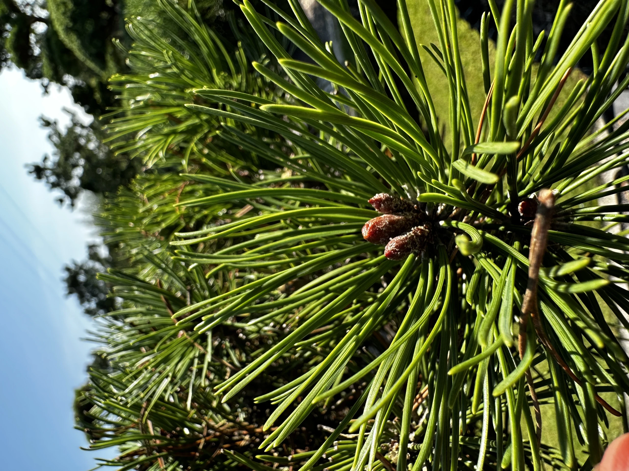 Pinus mugo mughus ( Sosna górska mughus )