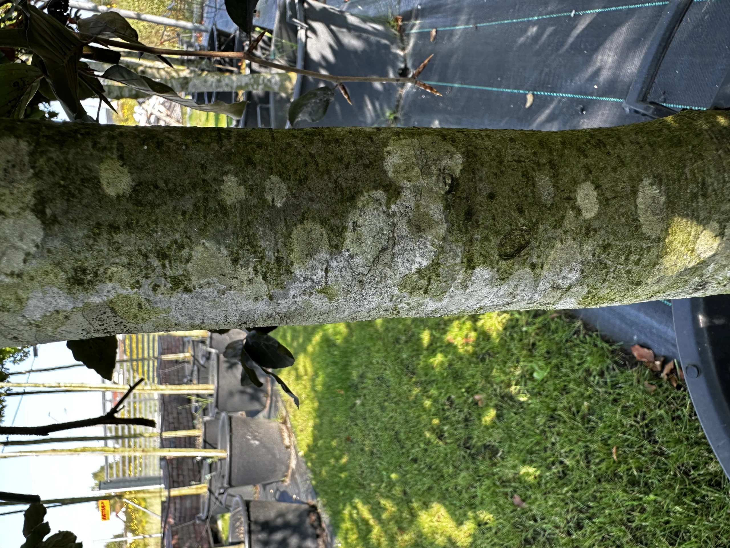 Fagus sylvatica 'Purpurea Pendula' (Buk pospolity 'Purpurea Pendula')
