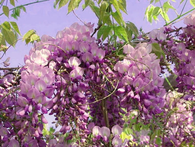 Wisteria chinensis 'Alba' ( Glicynia chińska 'Alba')