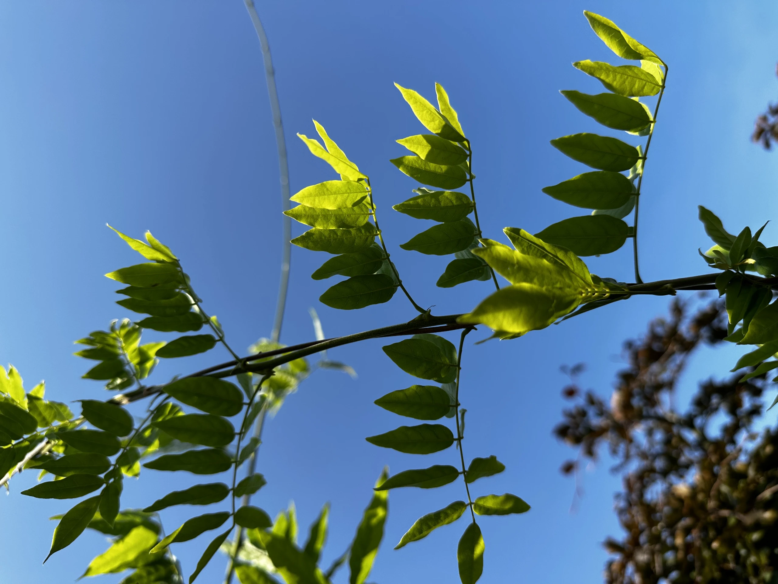 Wisteria chinensis 'Alba' ( Glicynia chińska 'Alba')