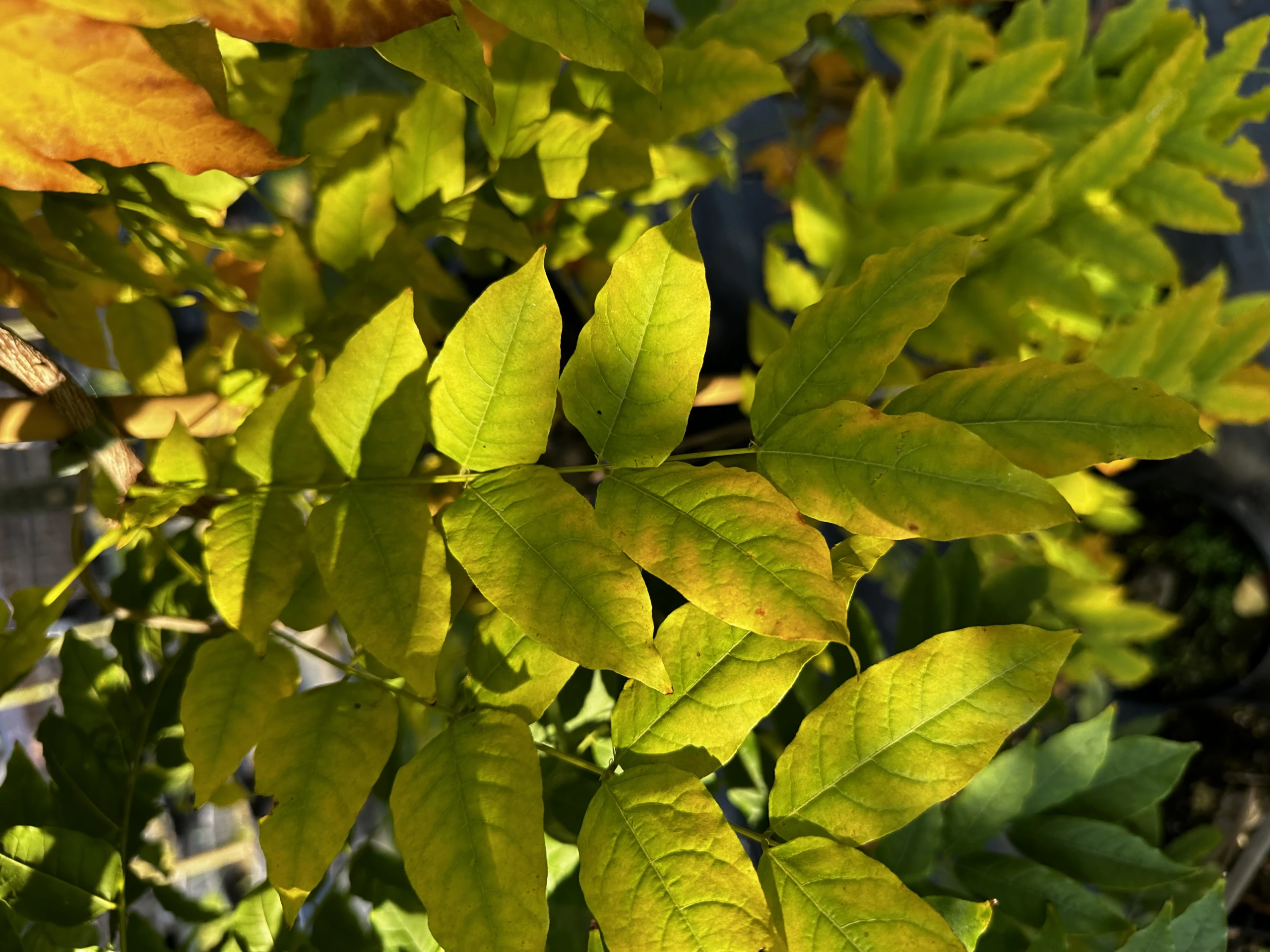 Wisteria chinensis 'Alba' ( Glicynia chińska 'Alba')