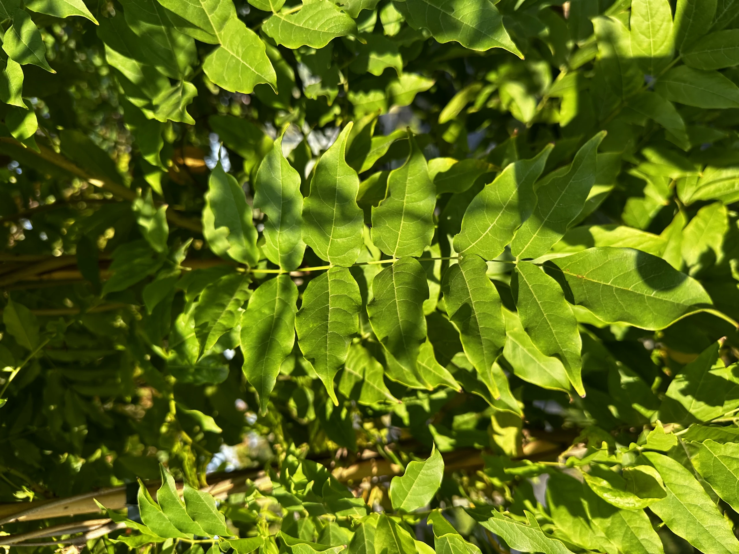 Wisteria chinensis 'Alba' ( Glicynia chińska 'Alba')