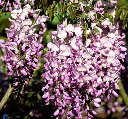 Wisteria chinensis 'Alba' ( Glicynia chińska 'Alba')