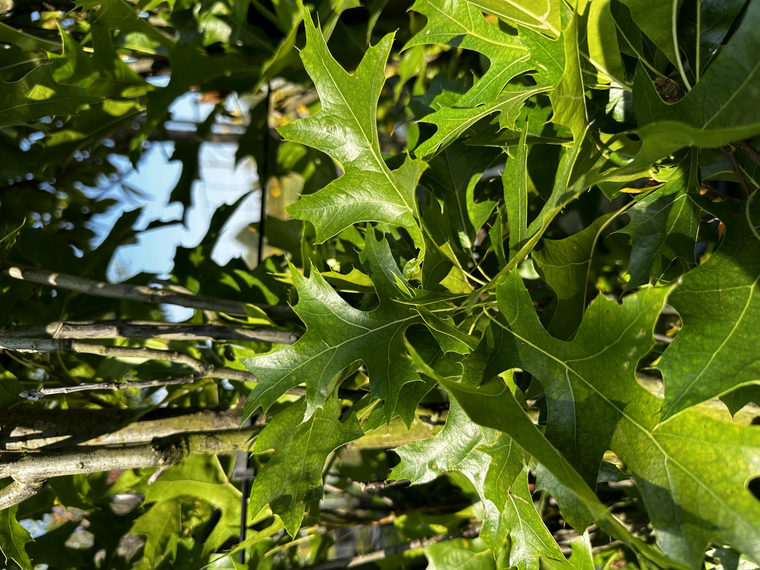 Quercus palustris 'Green Pillar' (Dąb błotny 'Green Pillar')