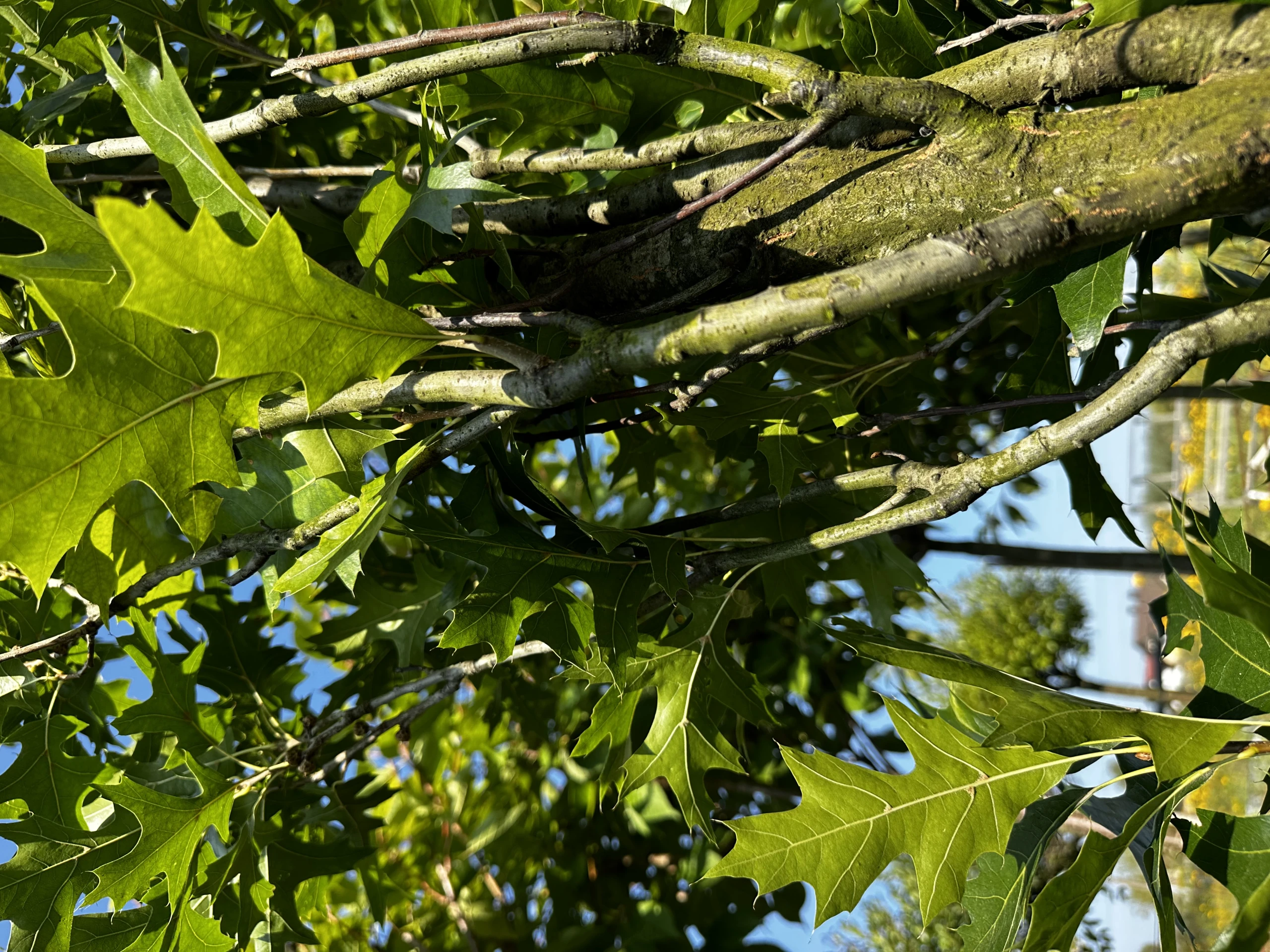 Quercus palustris 'Green Pillar' (Dąb błotny 'Green Pillar')