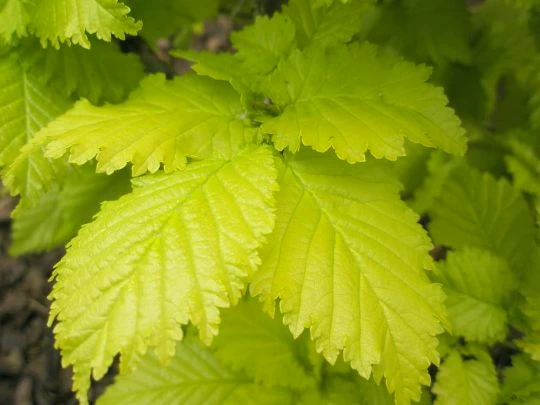 Ulmus ×hollandica 'Wredei' (Wiąz holenderski 'Wredei')