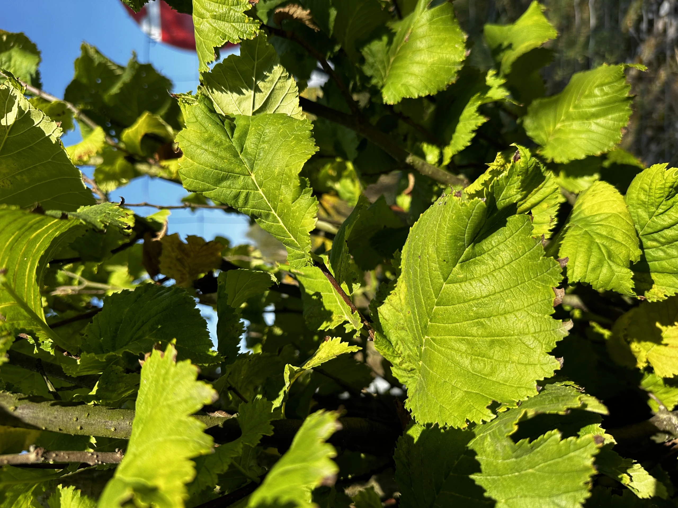 Ulmus ×hollandica 'Wredei' (Wiąz holenderski 'Wredei')