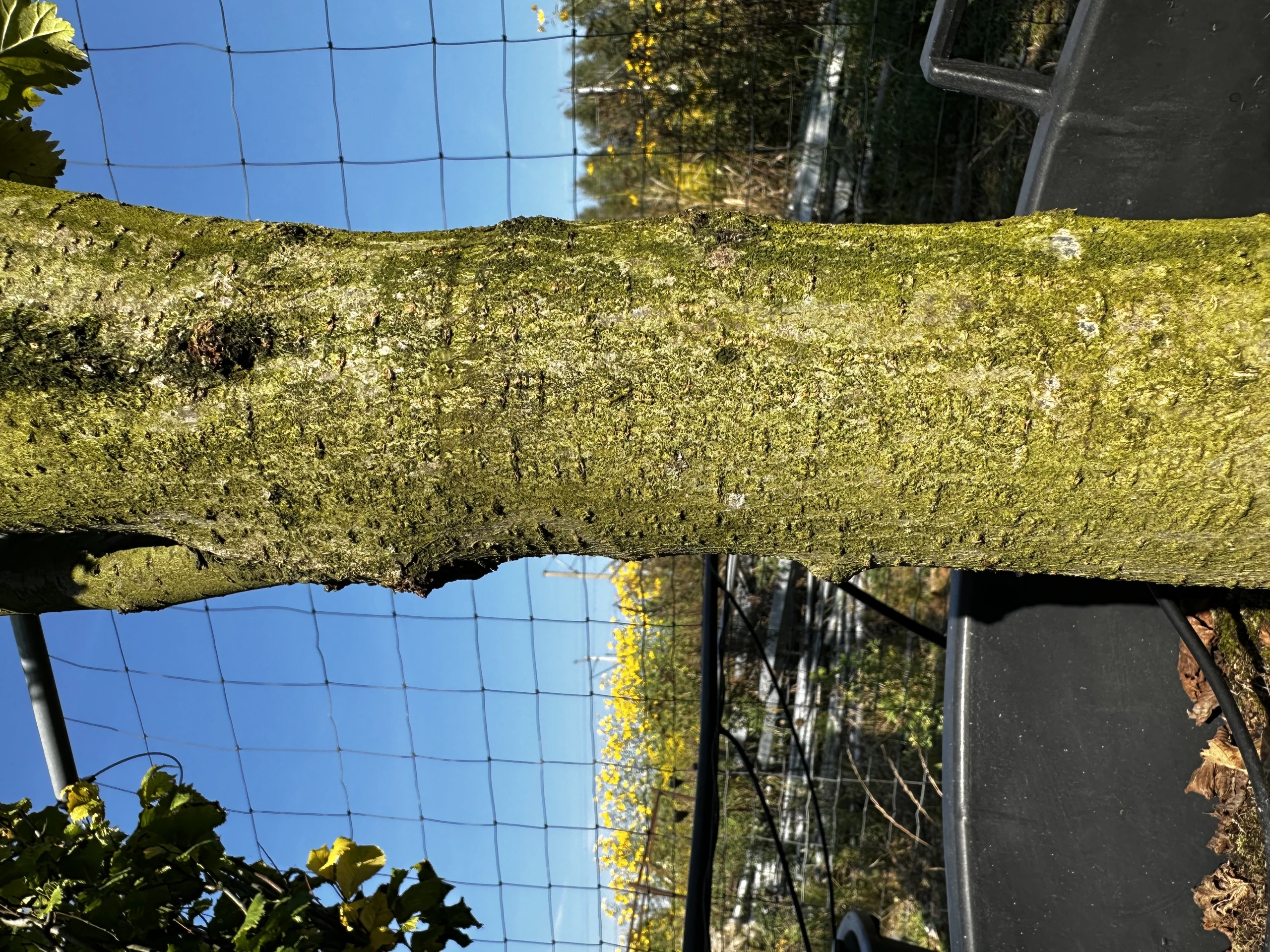 Ulmus ×hollandica 'Wredei' (Wiąz holenderski 'Wredei')
