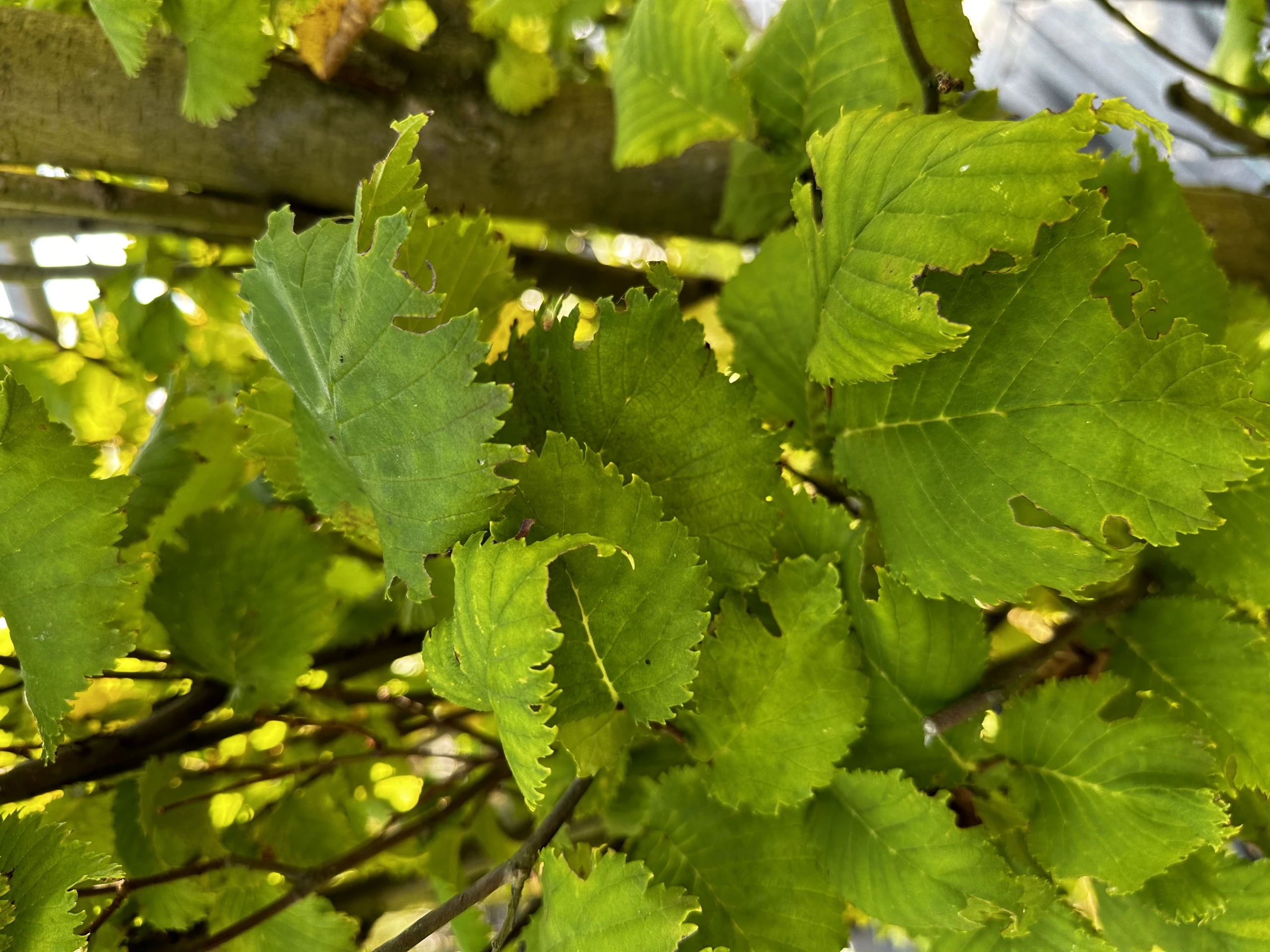 Ulmus ×hollandica 'Wredei' (Wiąz holenderski 'Wredei')