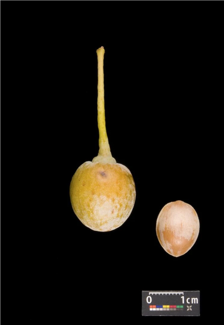 Ginkgo biloba 'Mariken' (Miłorząb dwuklapowy 'Mariken')