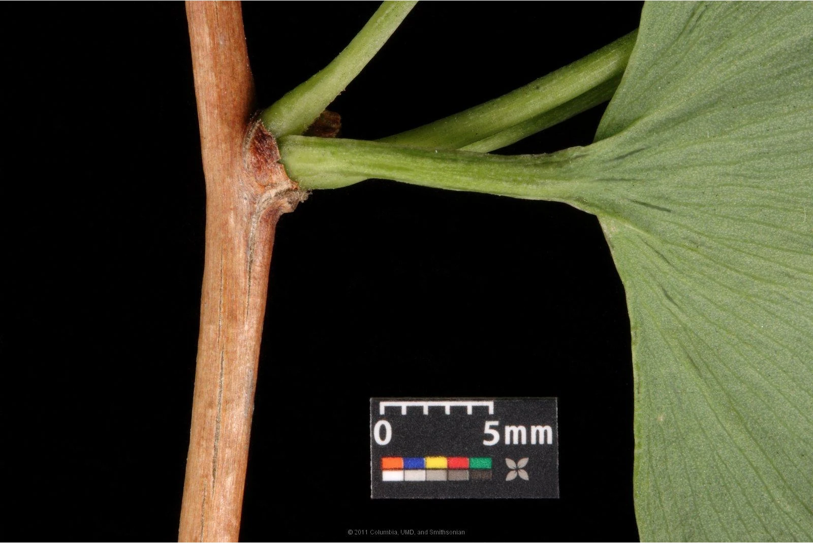 Ginkgo biloba 'Mariken' (Miłorząb dwuklapowy 'Mariken')