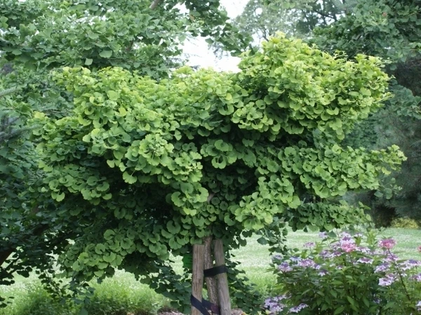 Ginkgo biloba 'Mariken' (Miłorząb dwuklapowy 'Mariken')