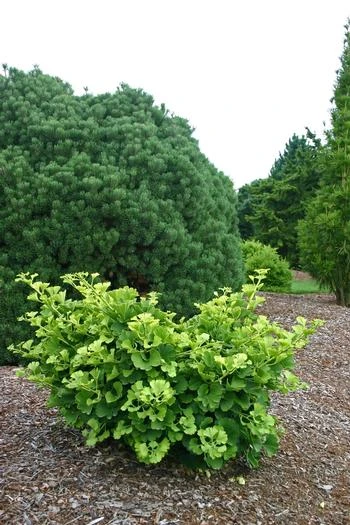 Ginkgo biloba 'Mariken' (Miłorząb dwuklapowy 'Mariken')